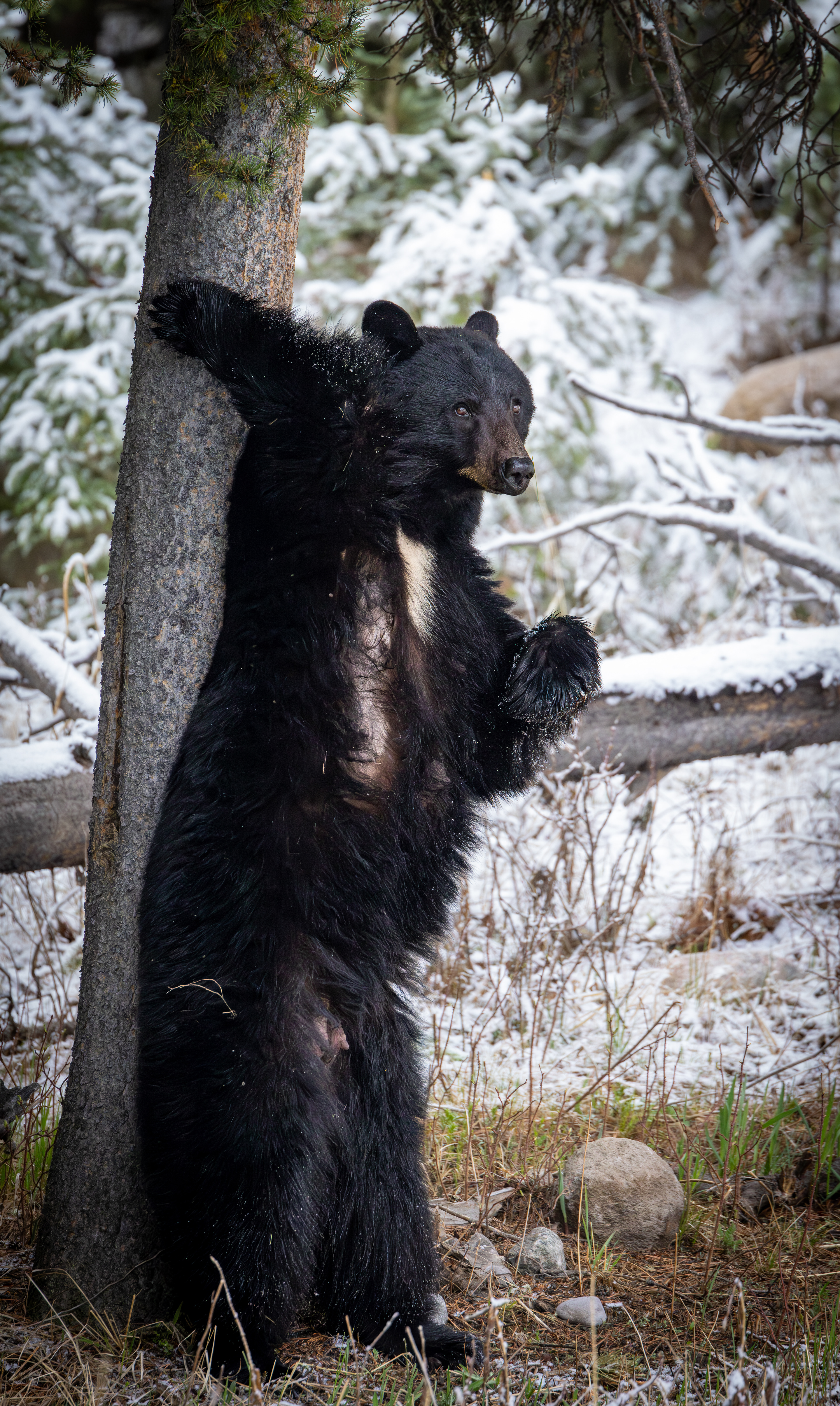 Pole dance