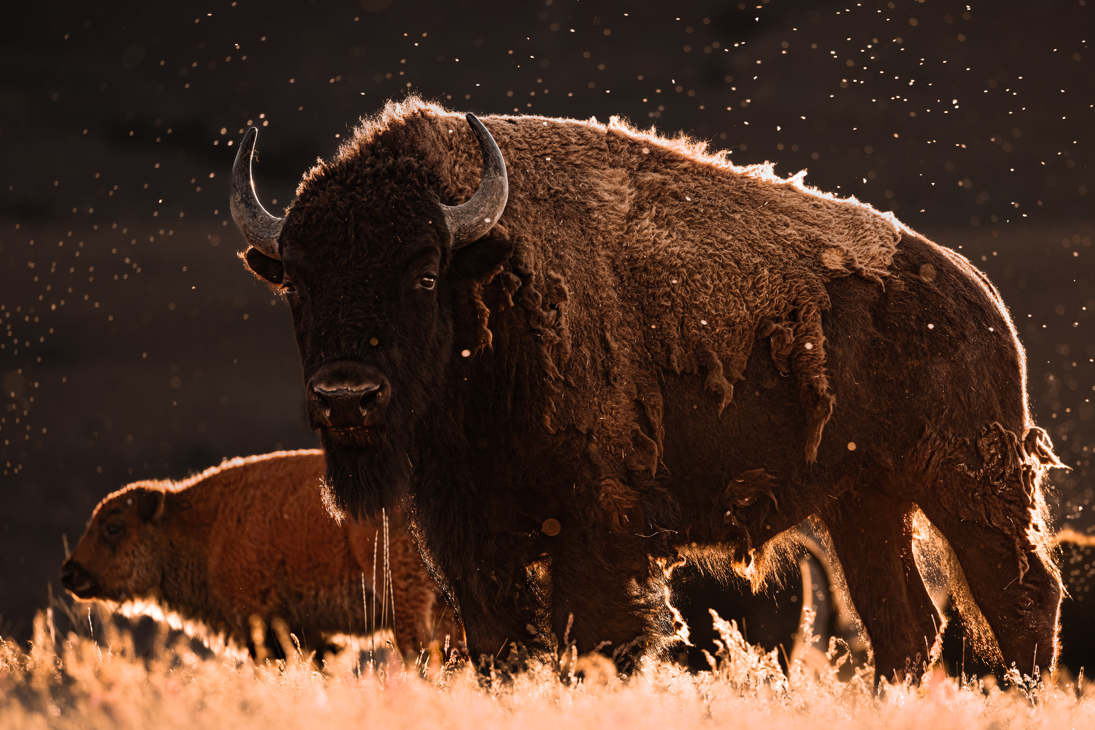 Bison and bugs