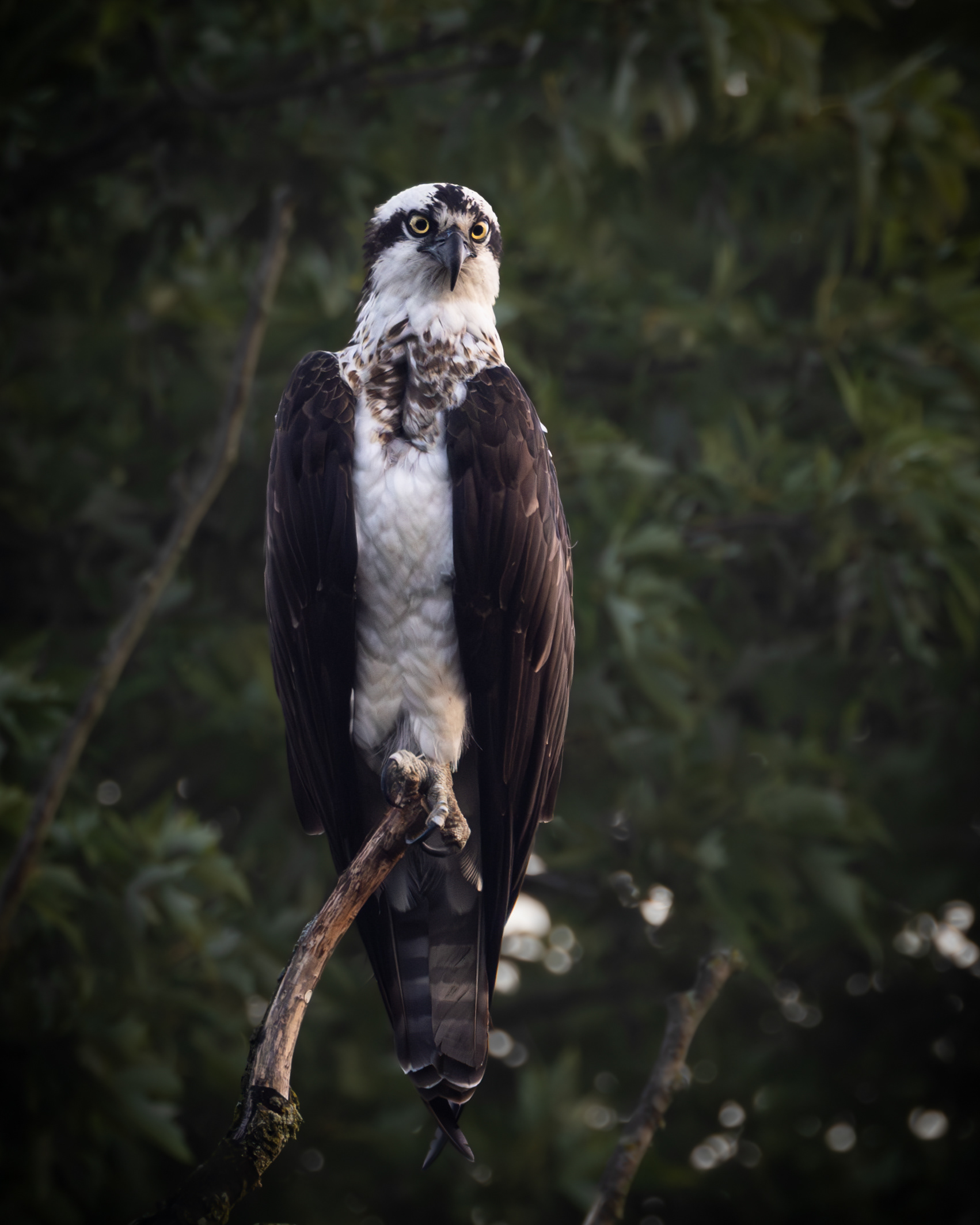 Perched osprey