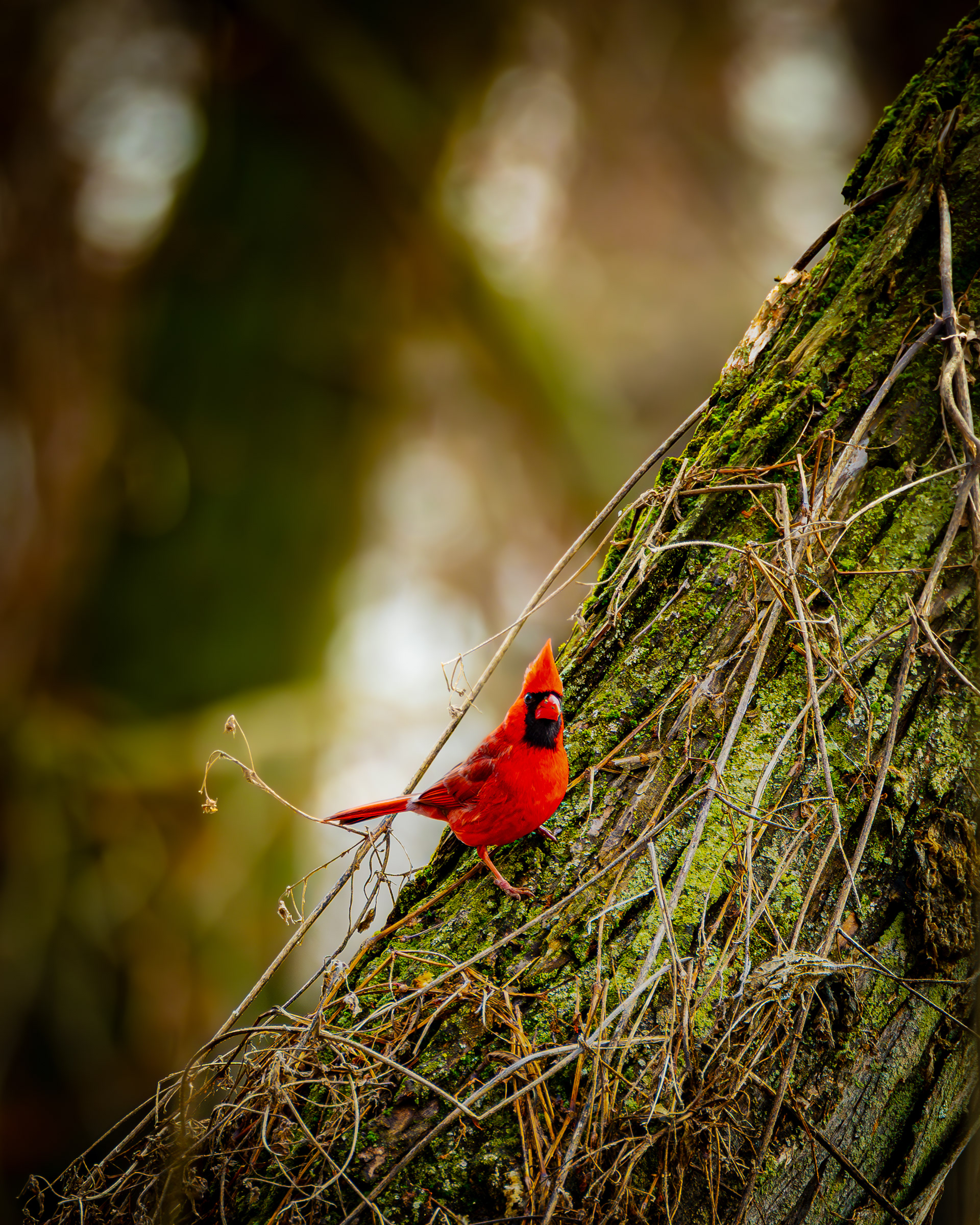 Verdant perch