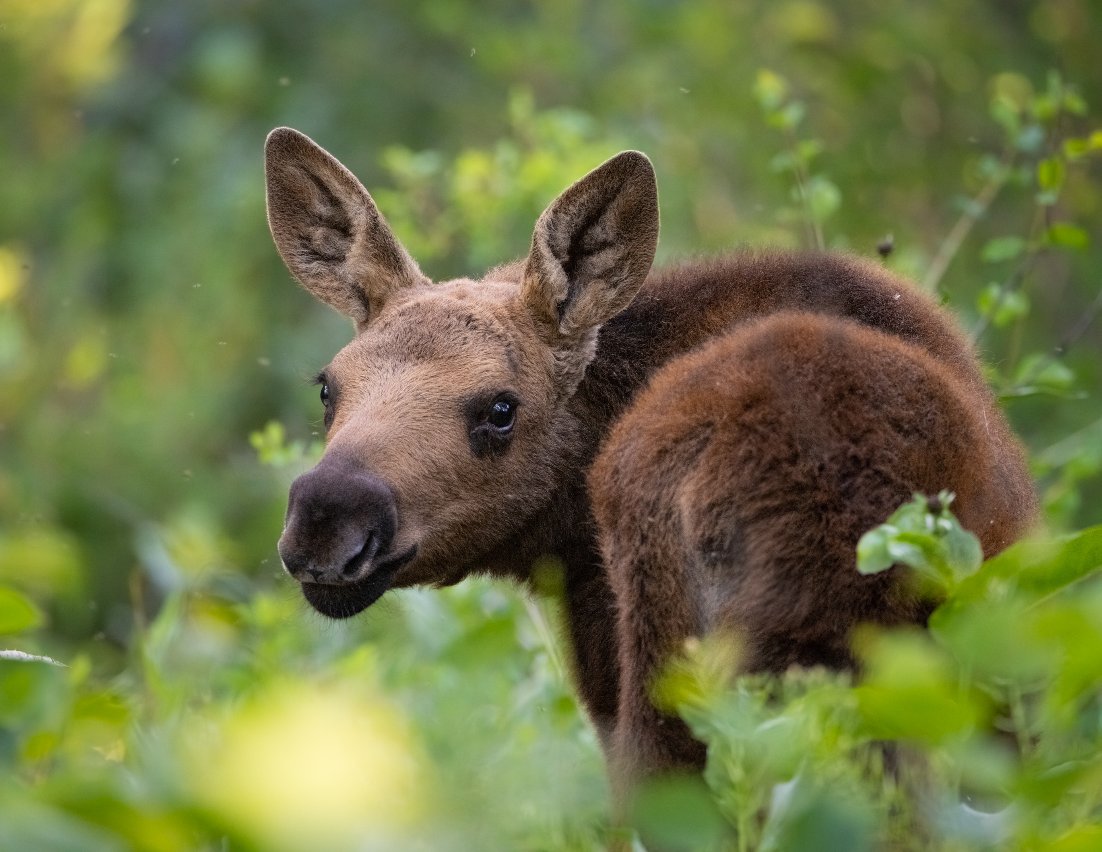 Little moose