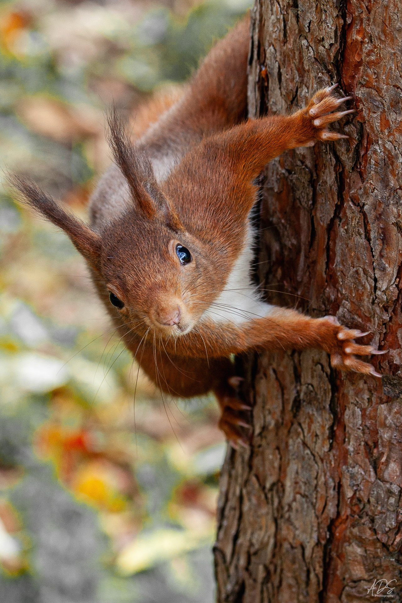 Ecureuil curieux au parc de la tête d'or