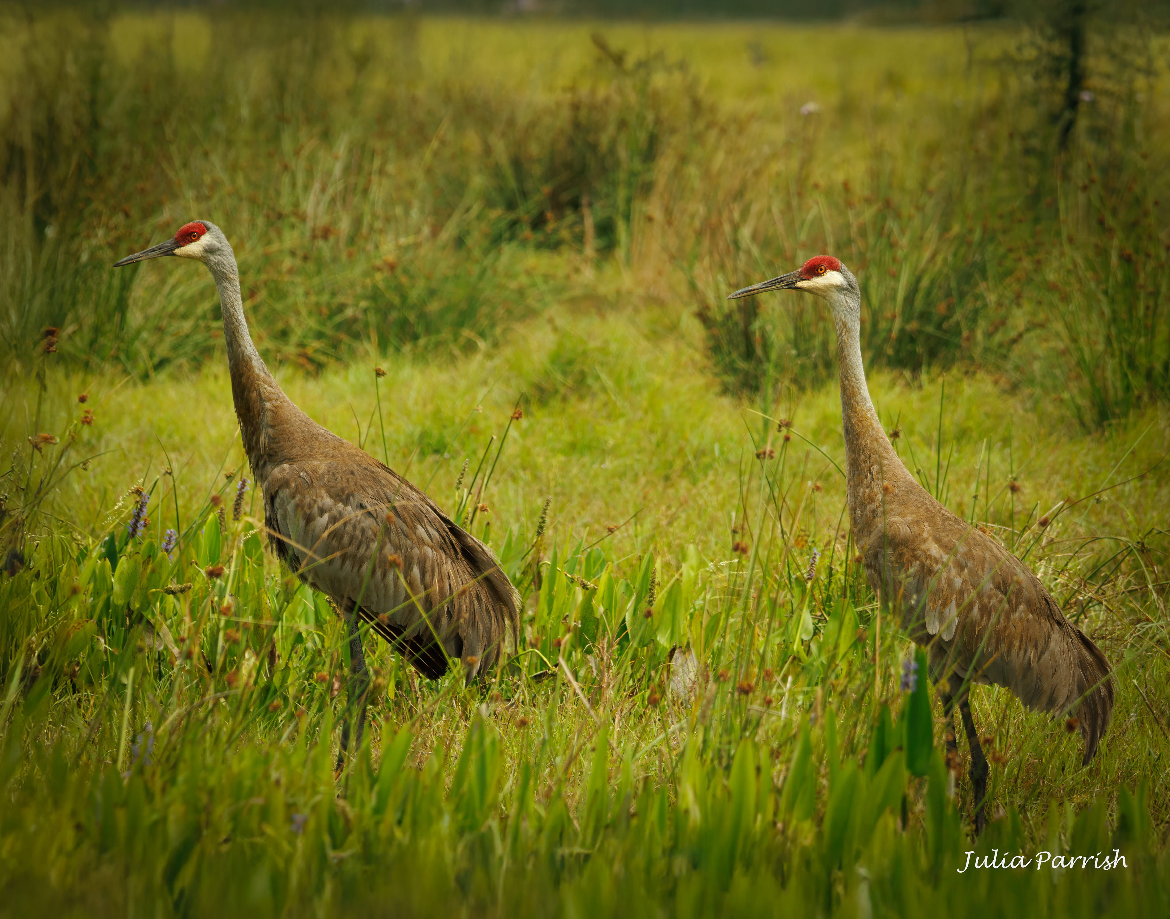 Sandhill Crane Couple