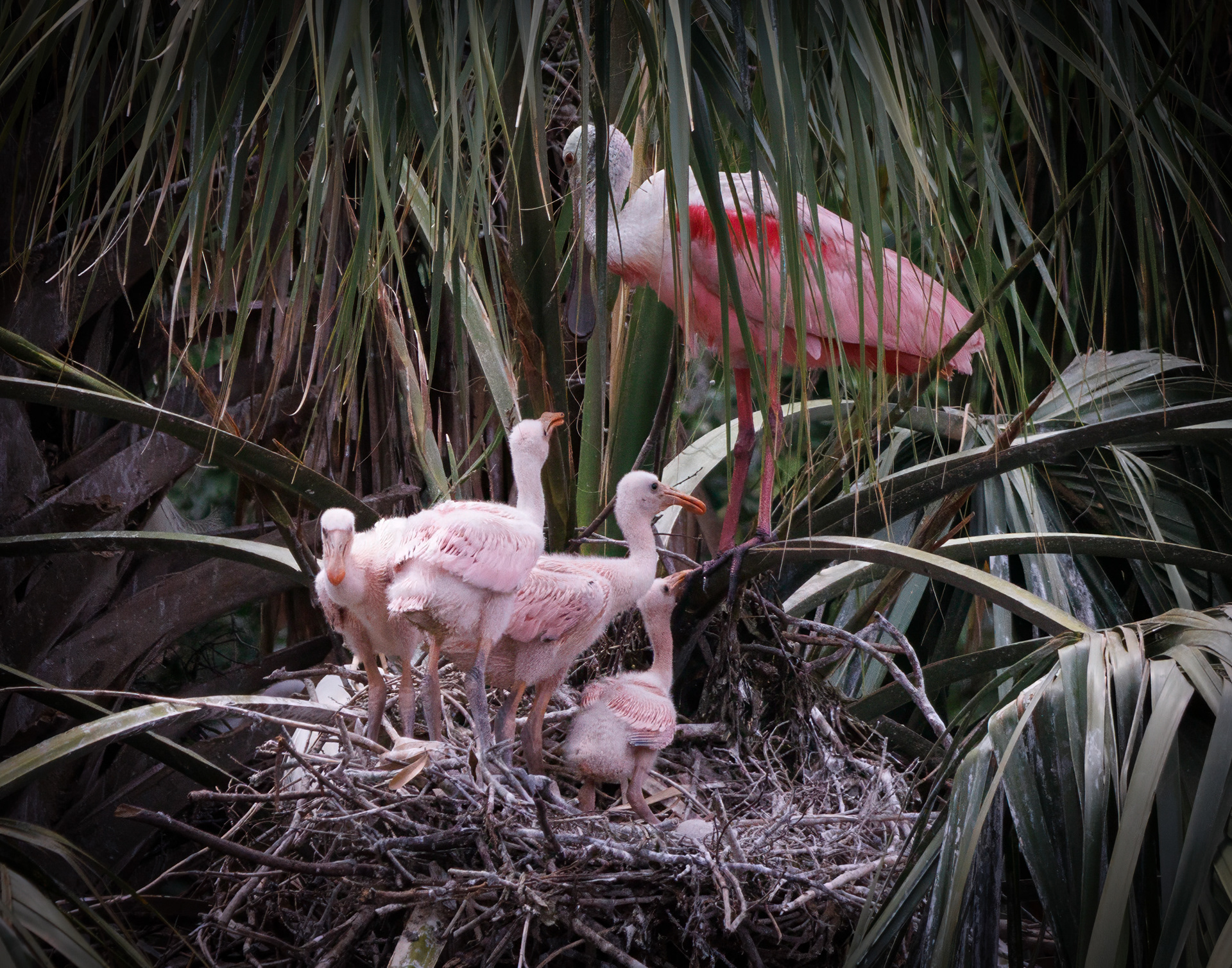 Roseate Spoonbill Family