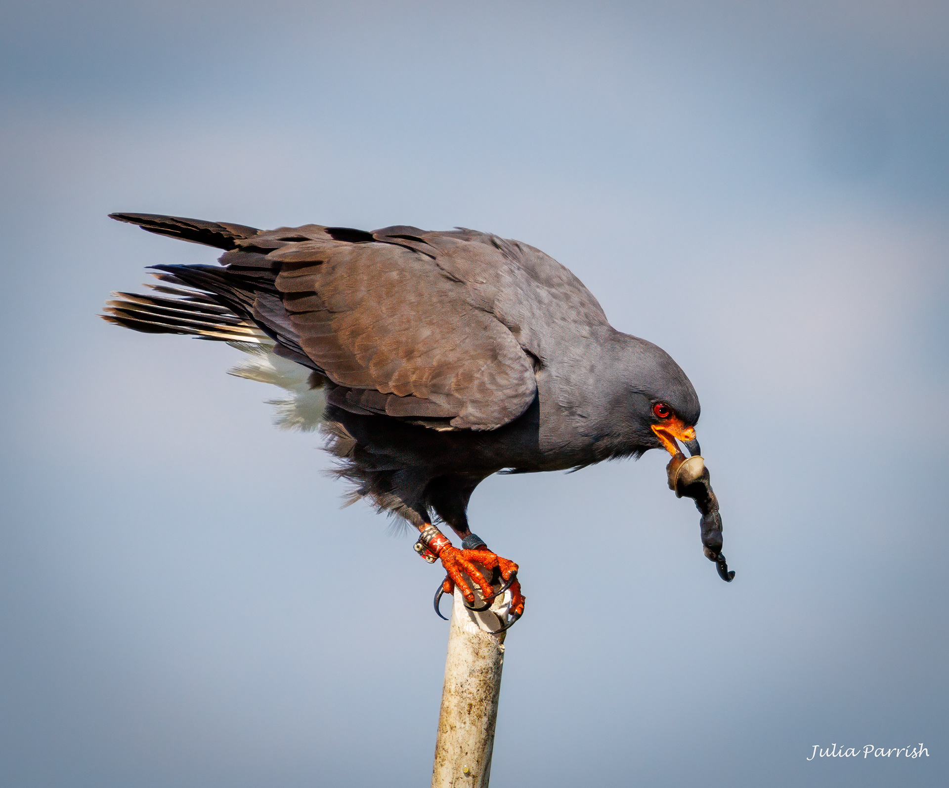 Snail Kite with Apple Snail