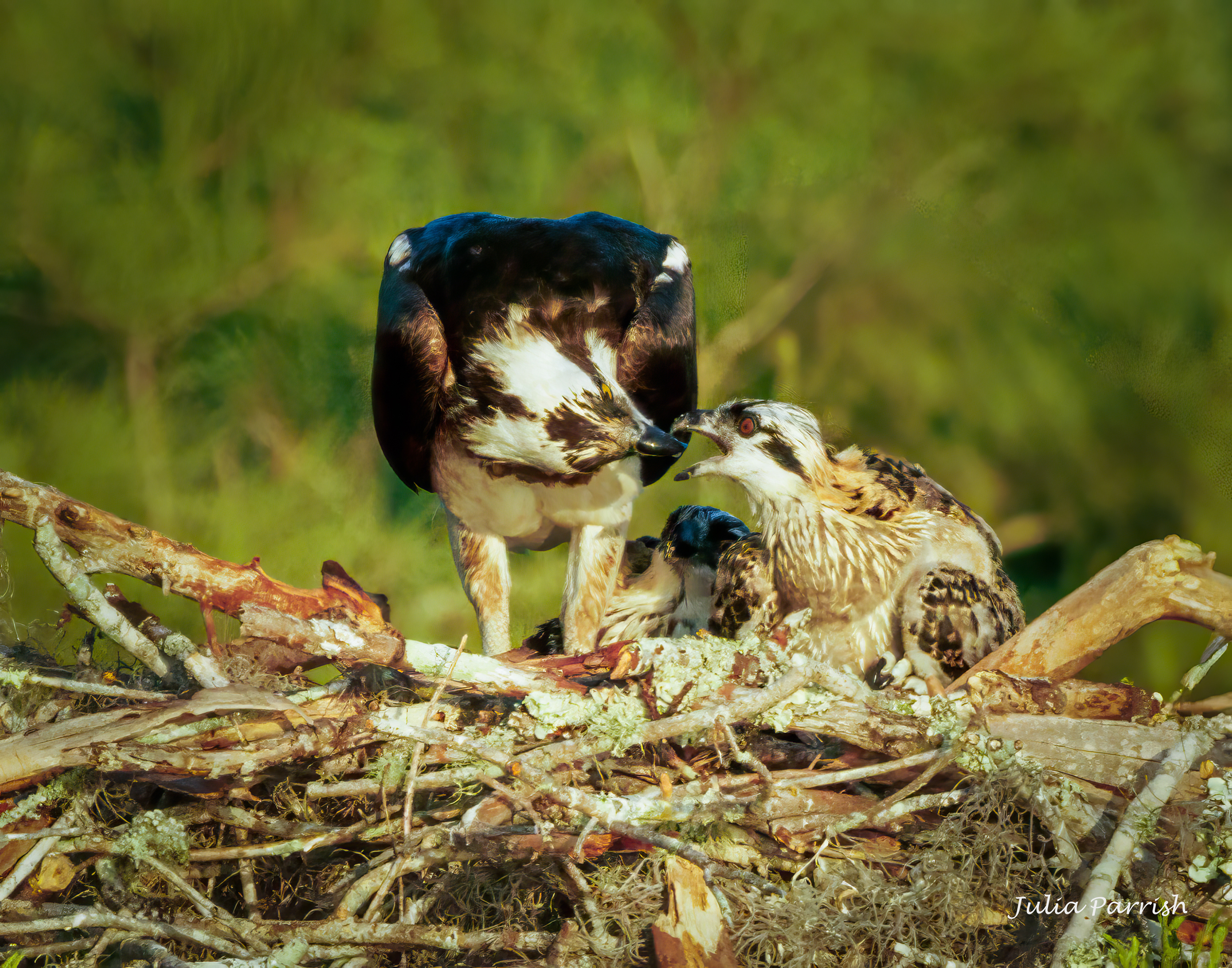 Osprey Feeding