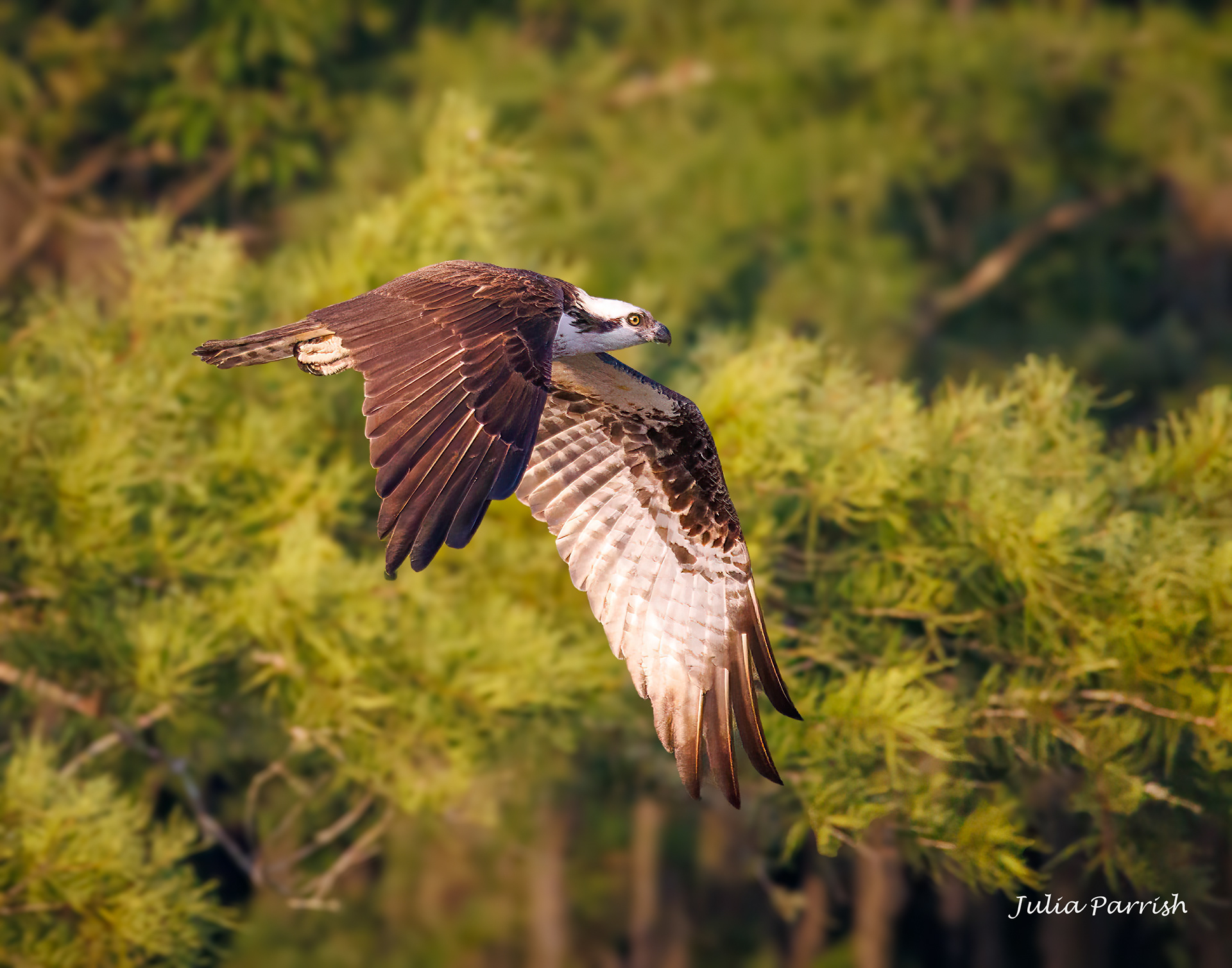 Osprey