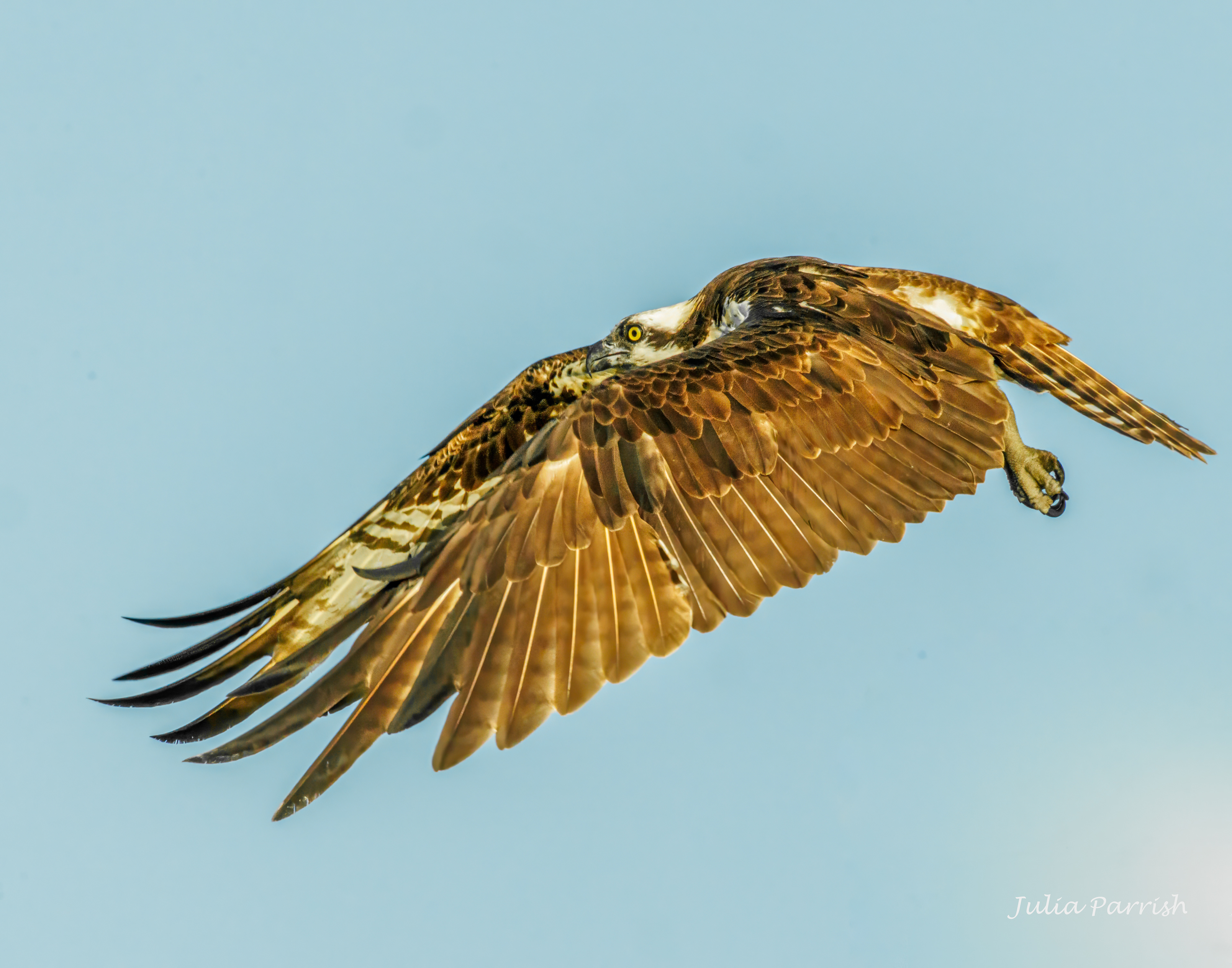 Osprey