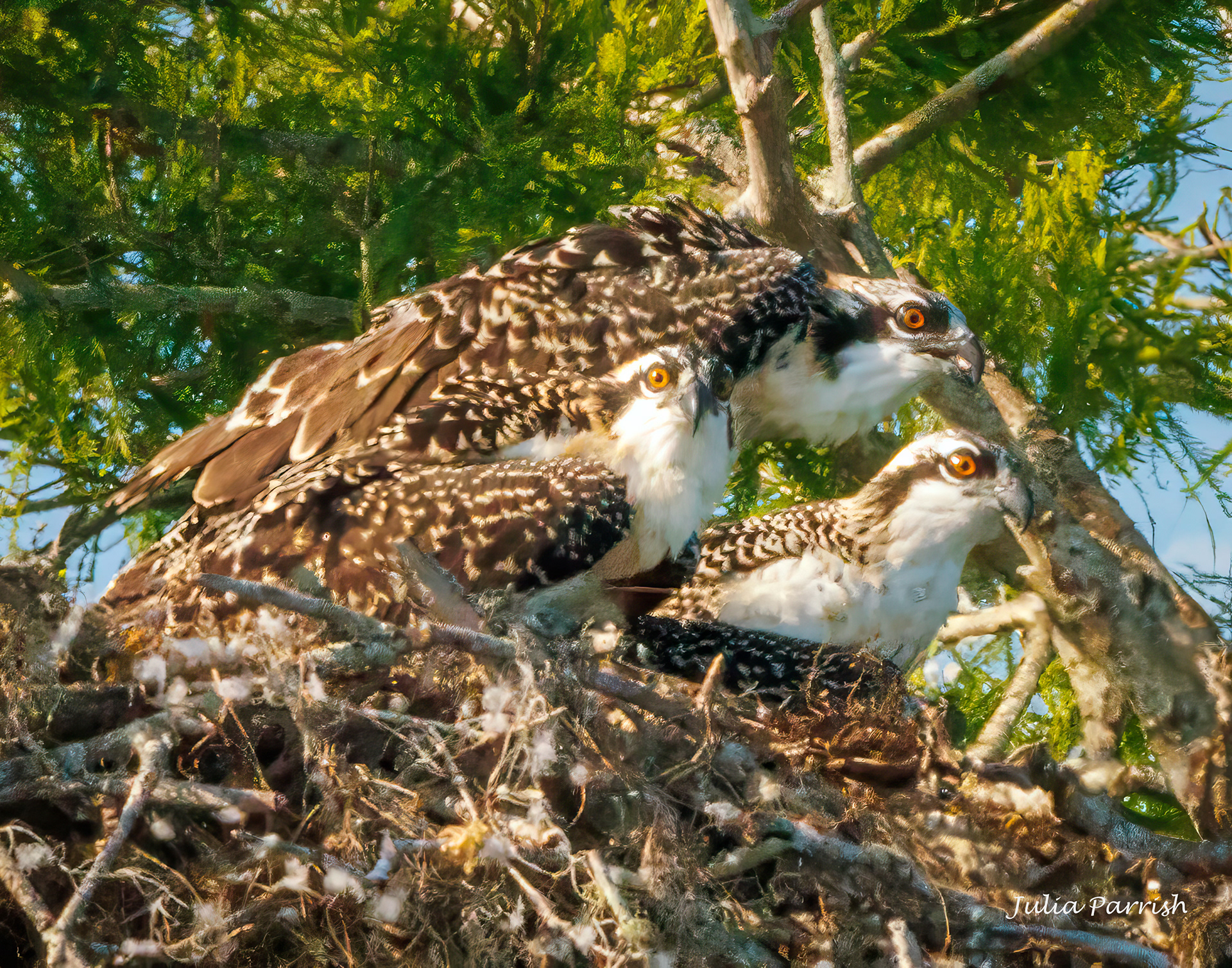 Osprey Family