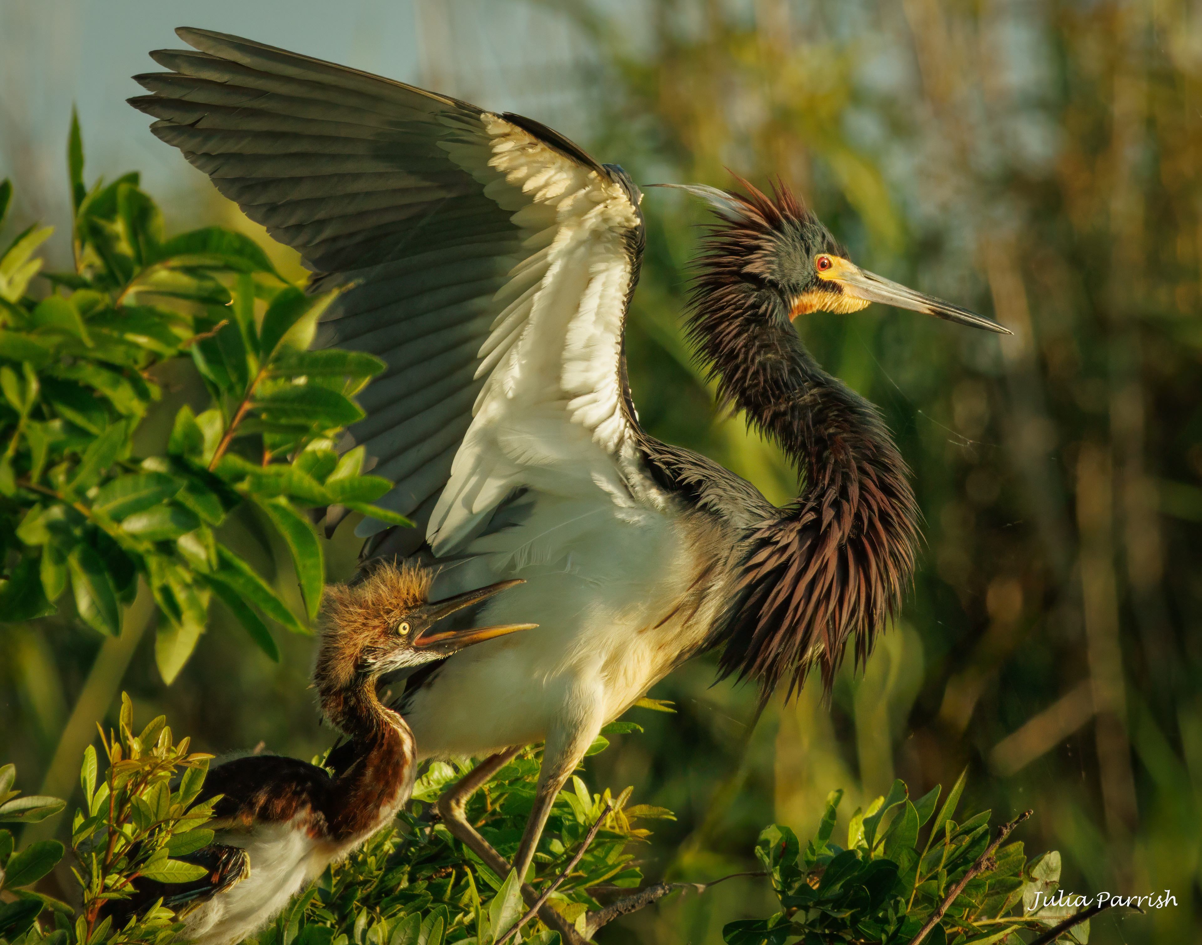 Tri-colored Heron Family