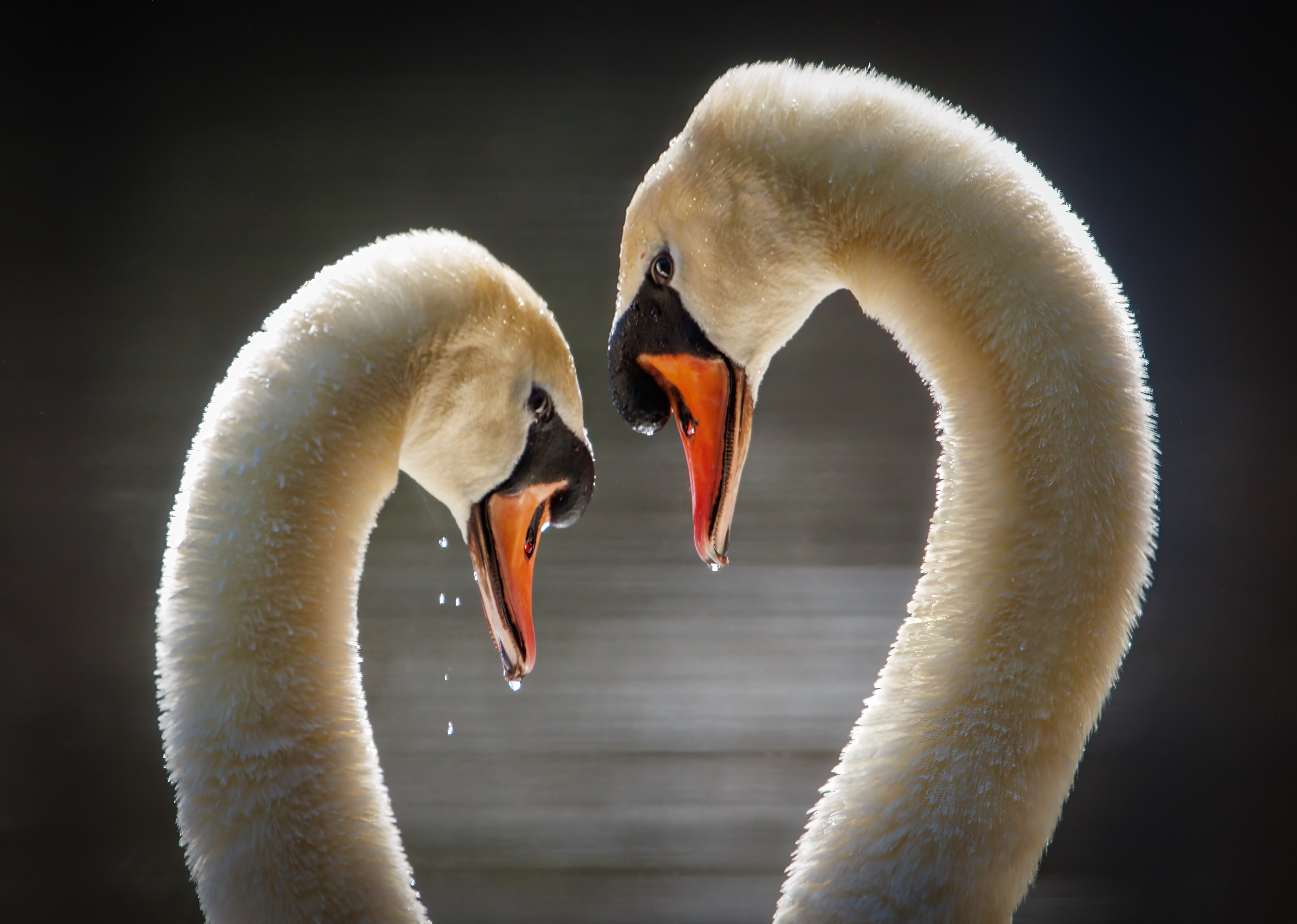 1st Place - Wildlife April 2022 & People's Choice 2022