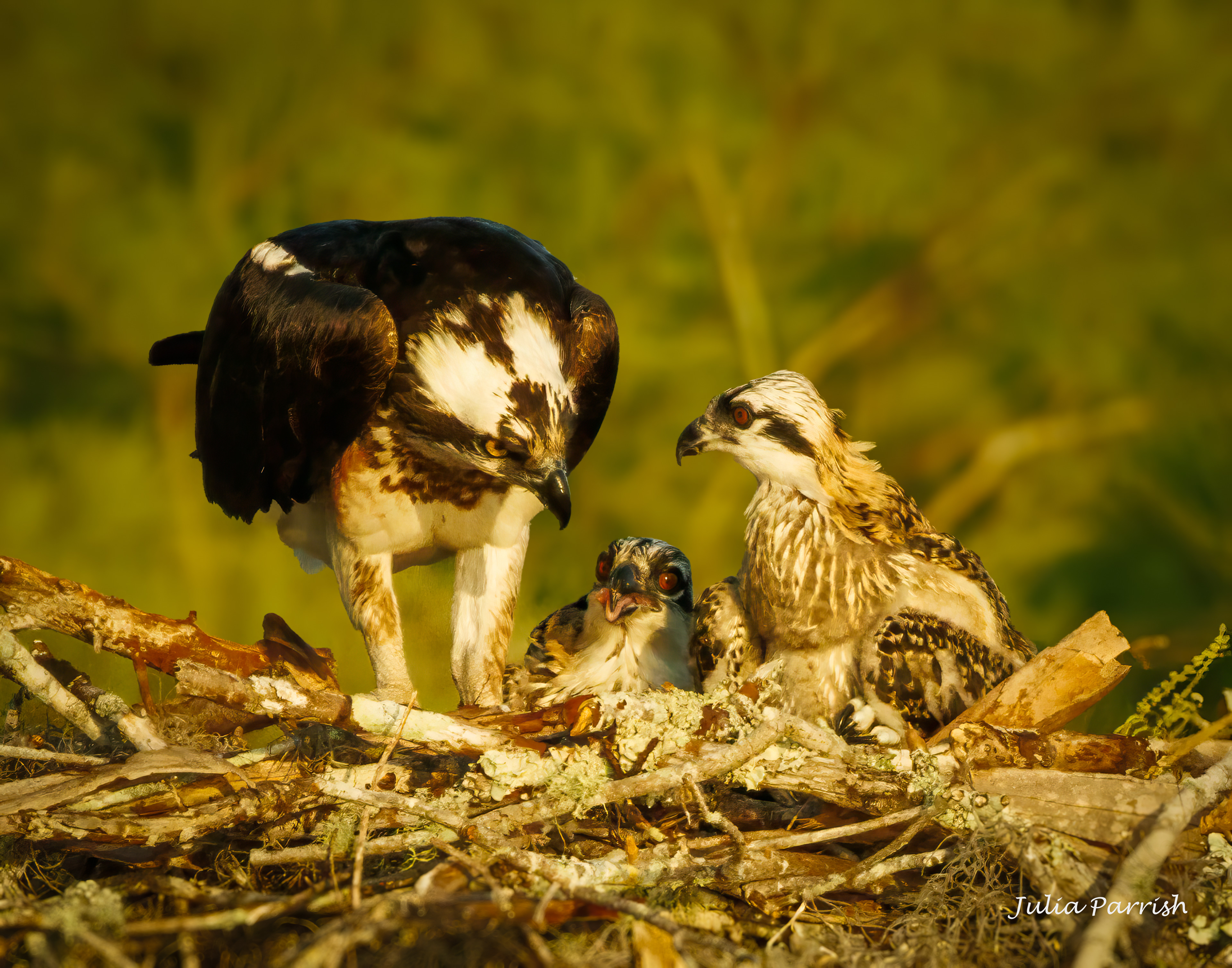 Osprey Family