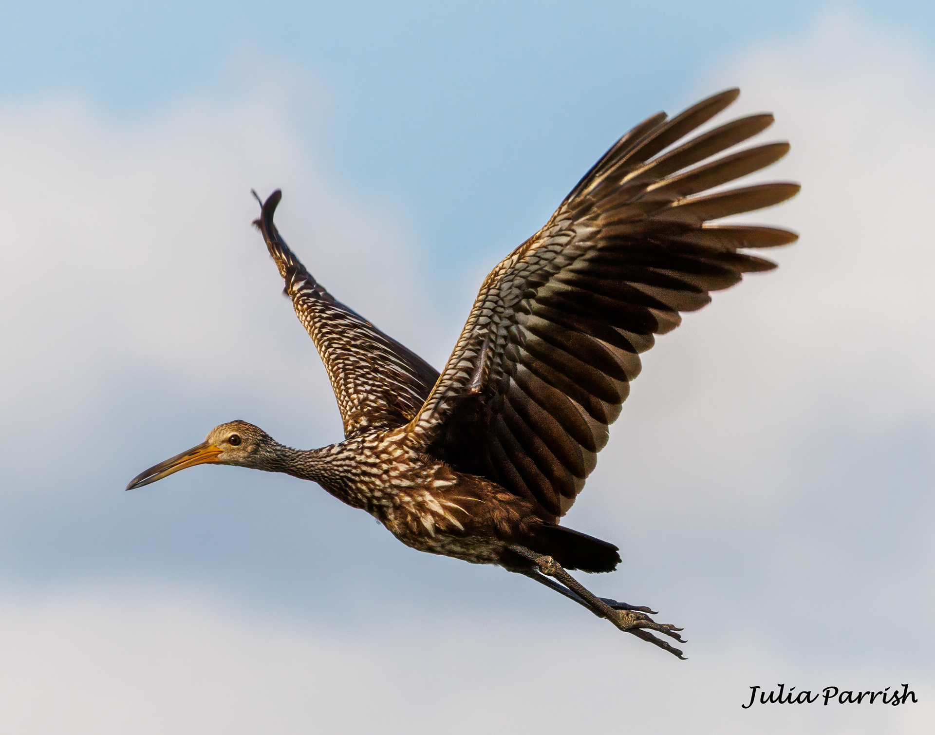 Limpkin