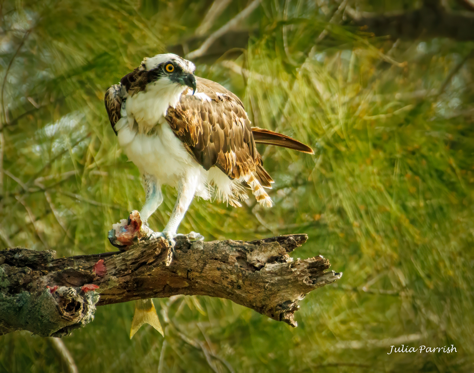 Osprey with Dinner