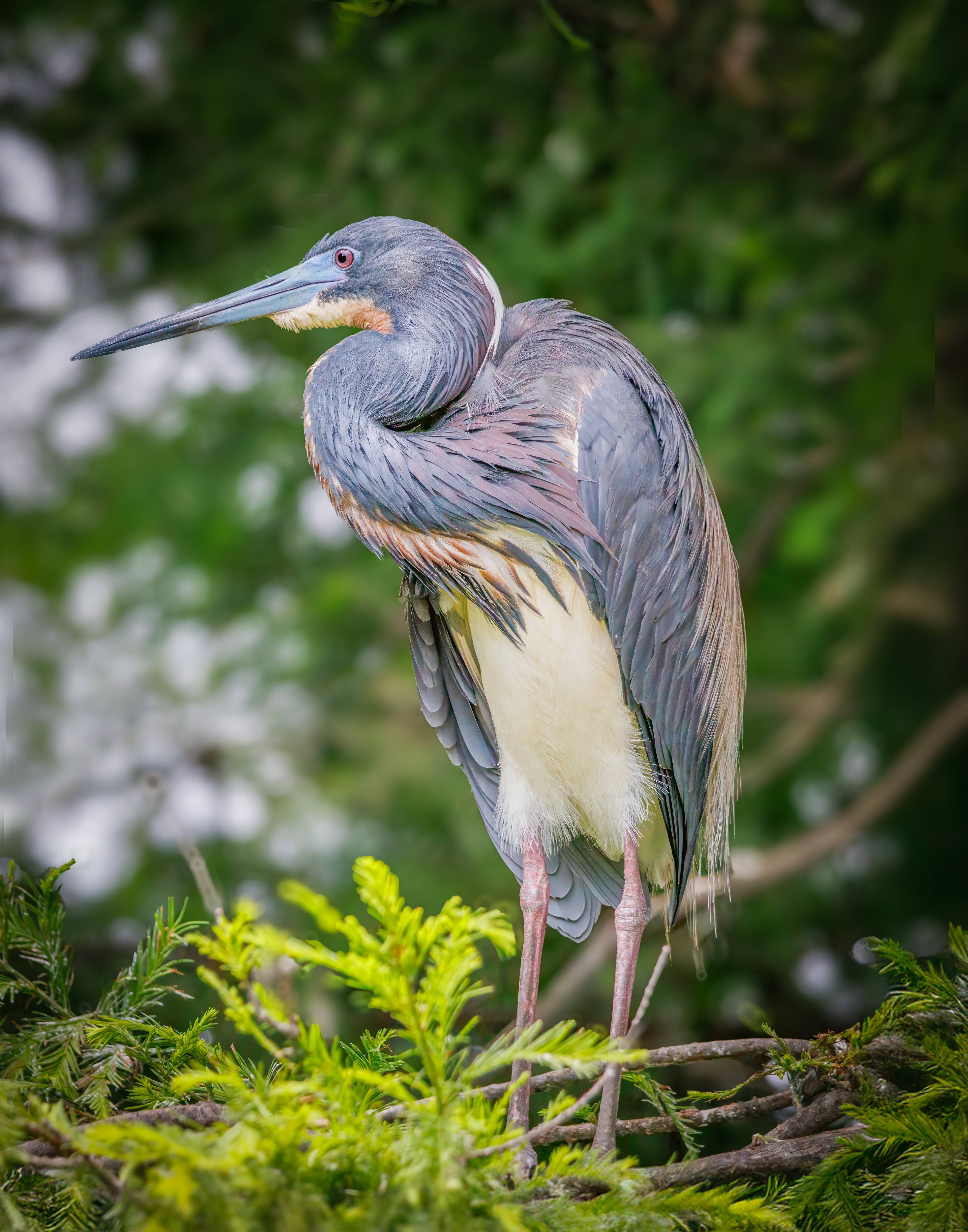 Tri-colored Heron