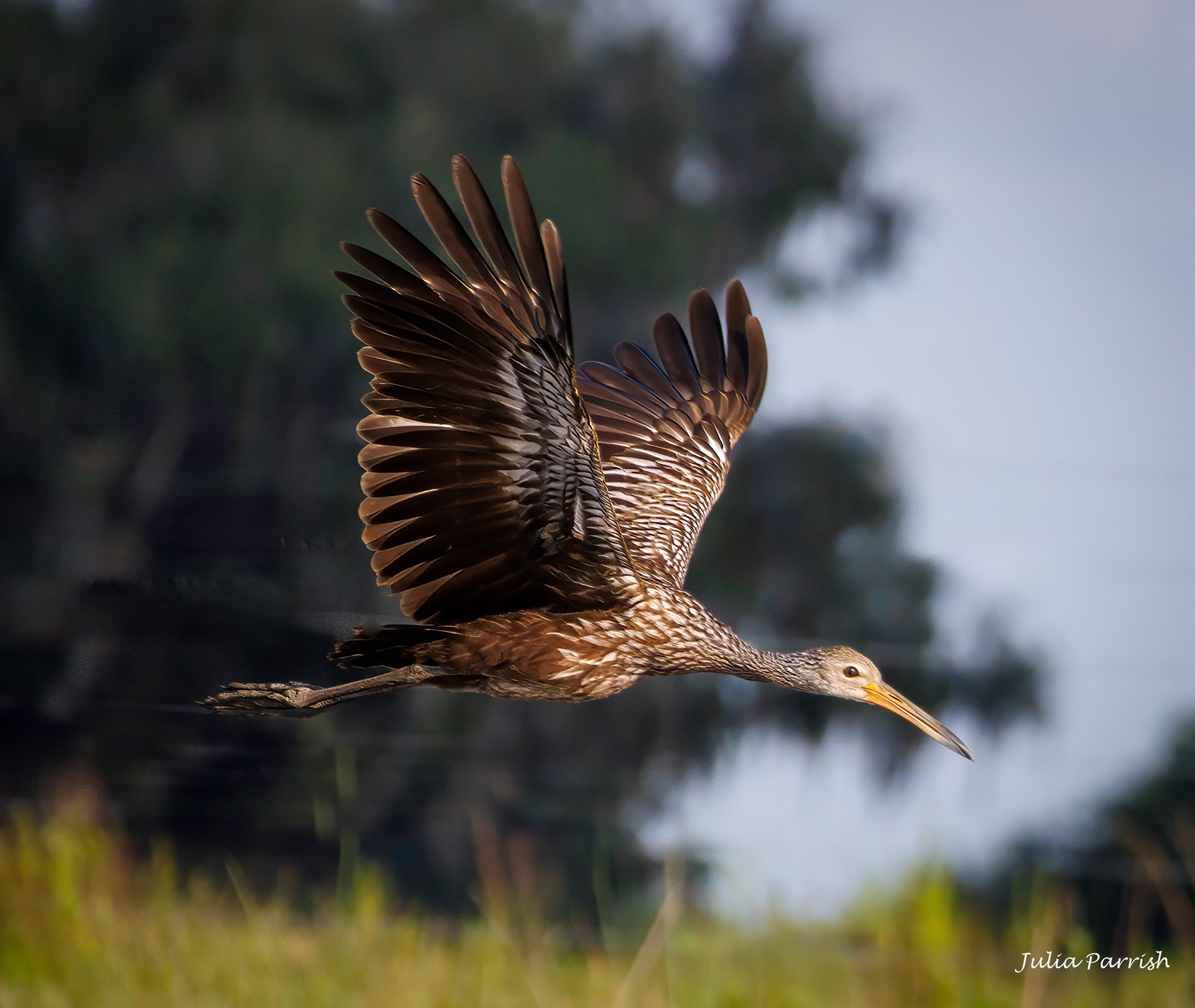 Limpkin