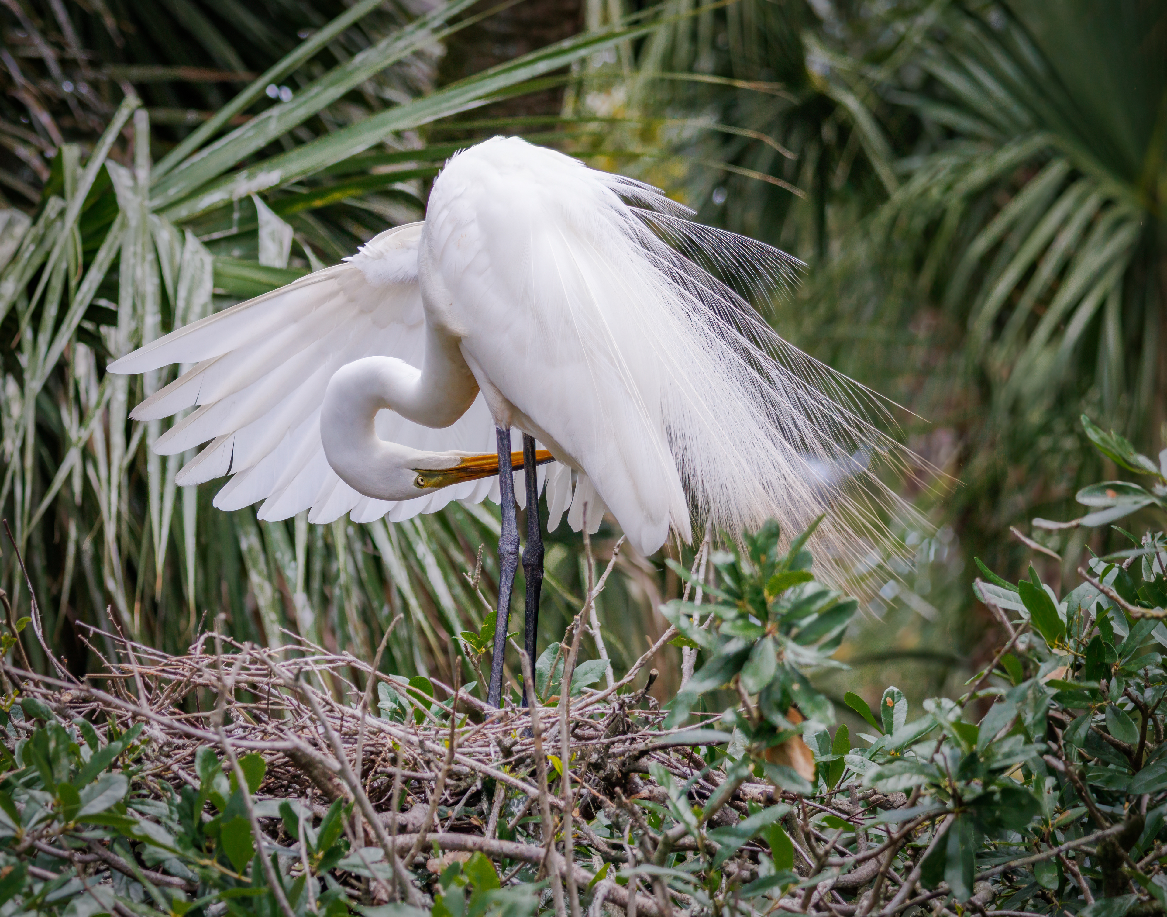 White Egret