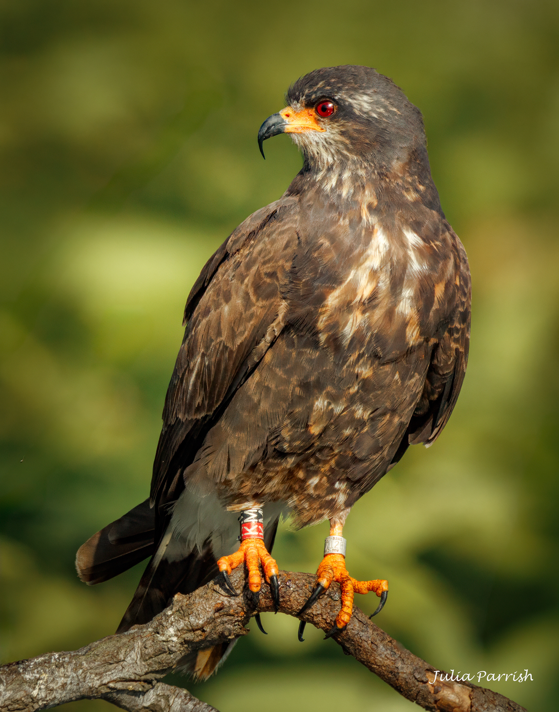 Snail Kite