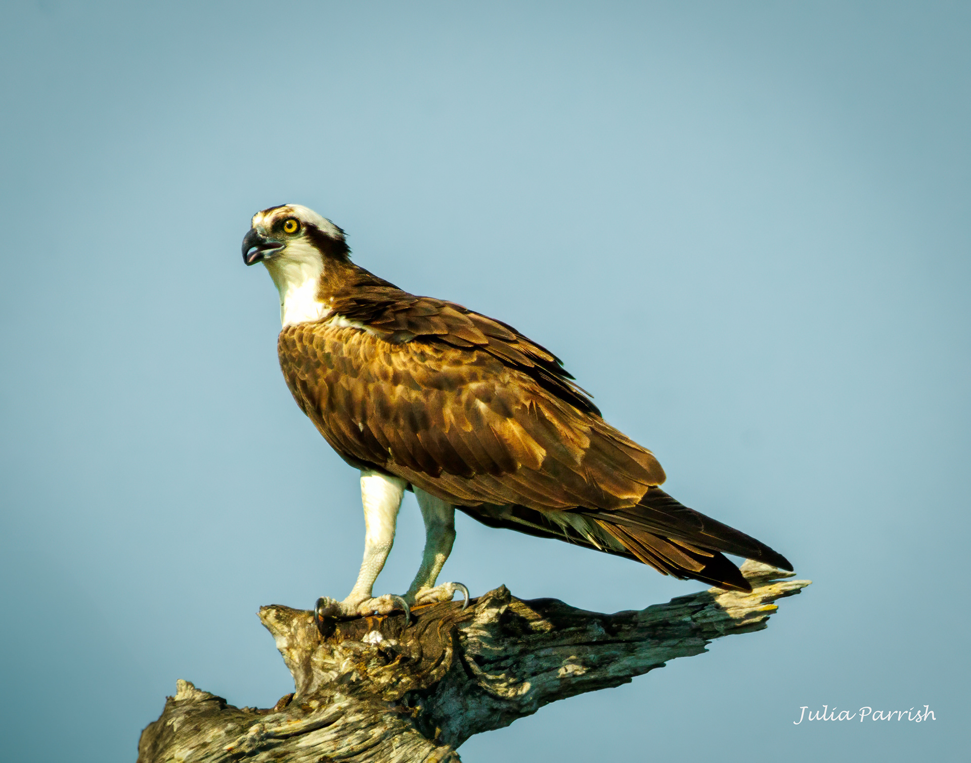 Osprey