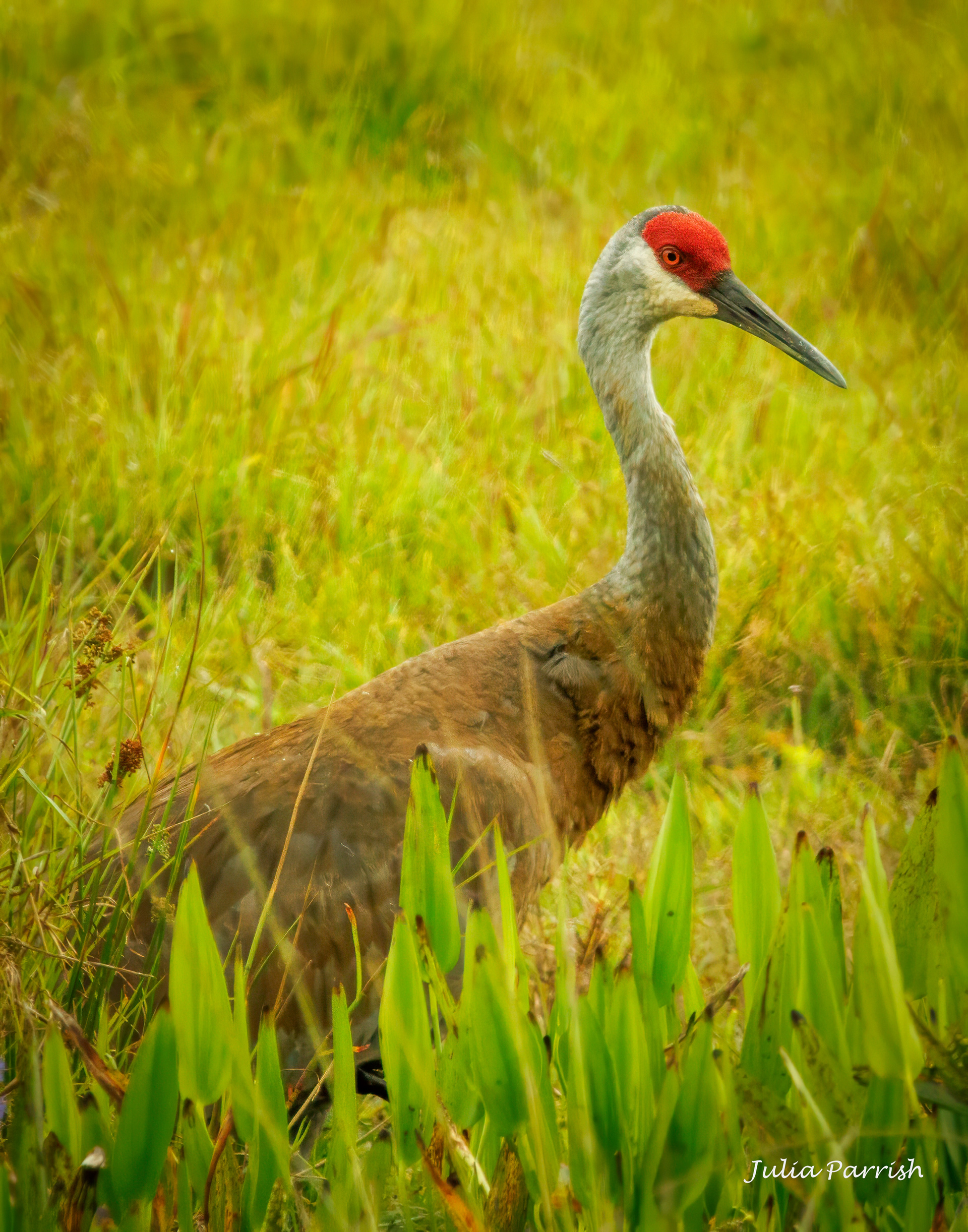 Sandhill Crane