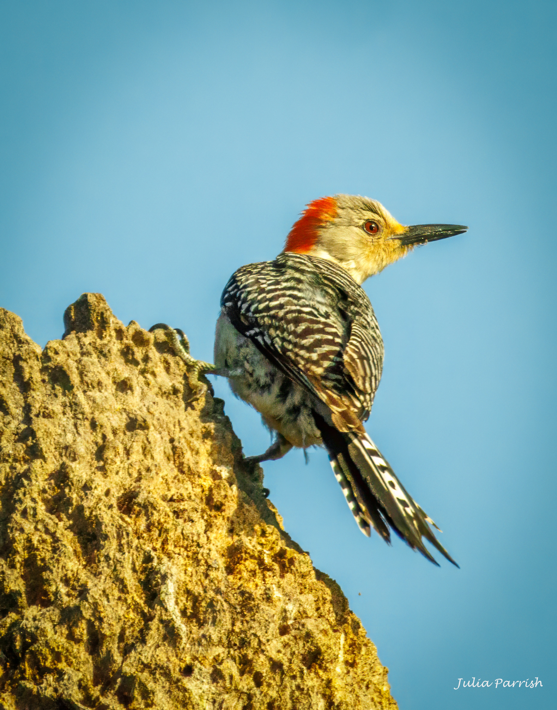 Red-bellied Woodpecker