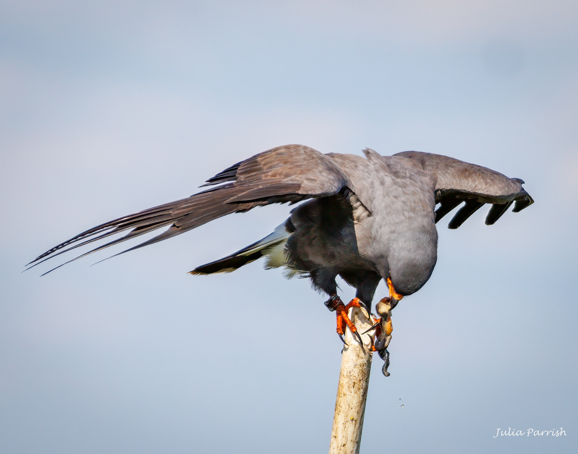 Snail Kite with Apple Snail
