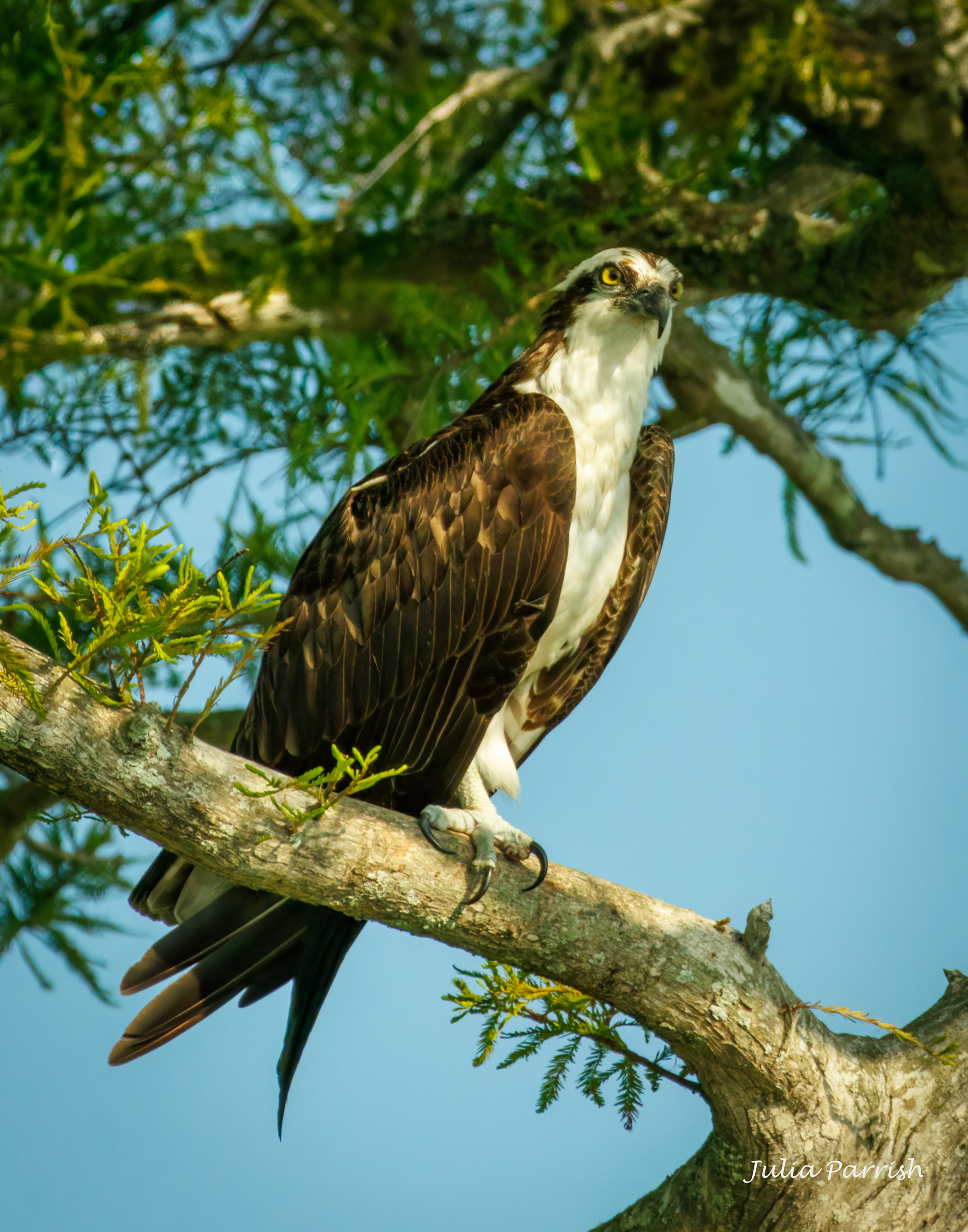 Osprey