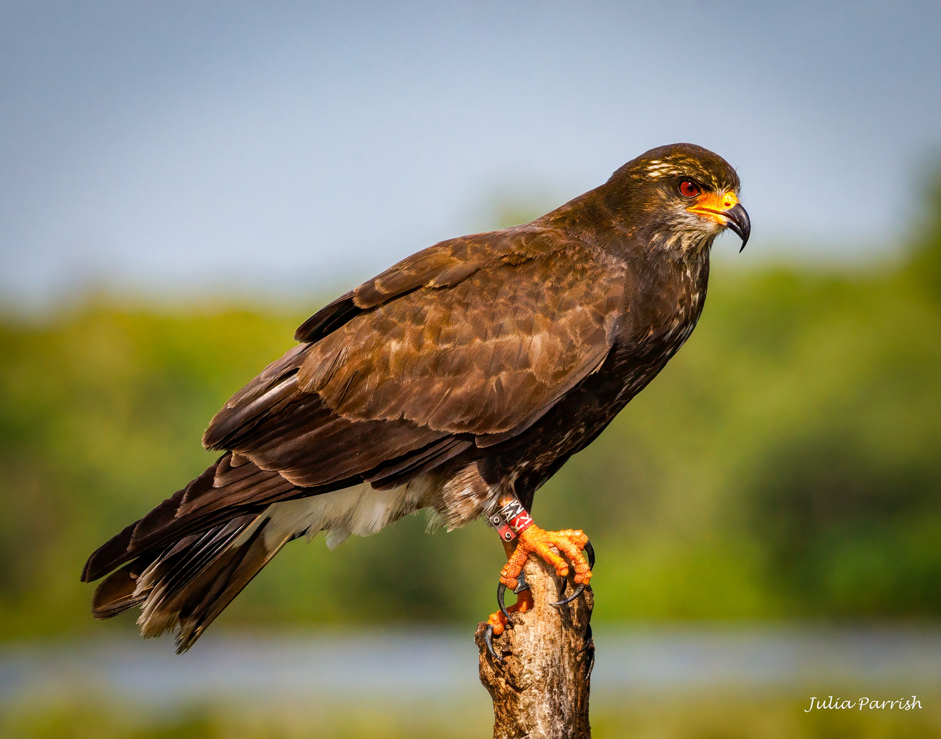 Snail Kite