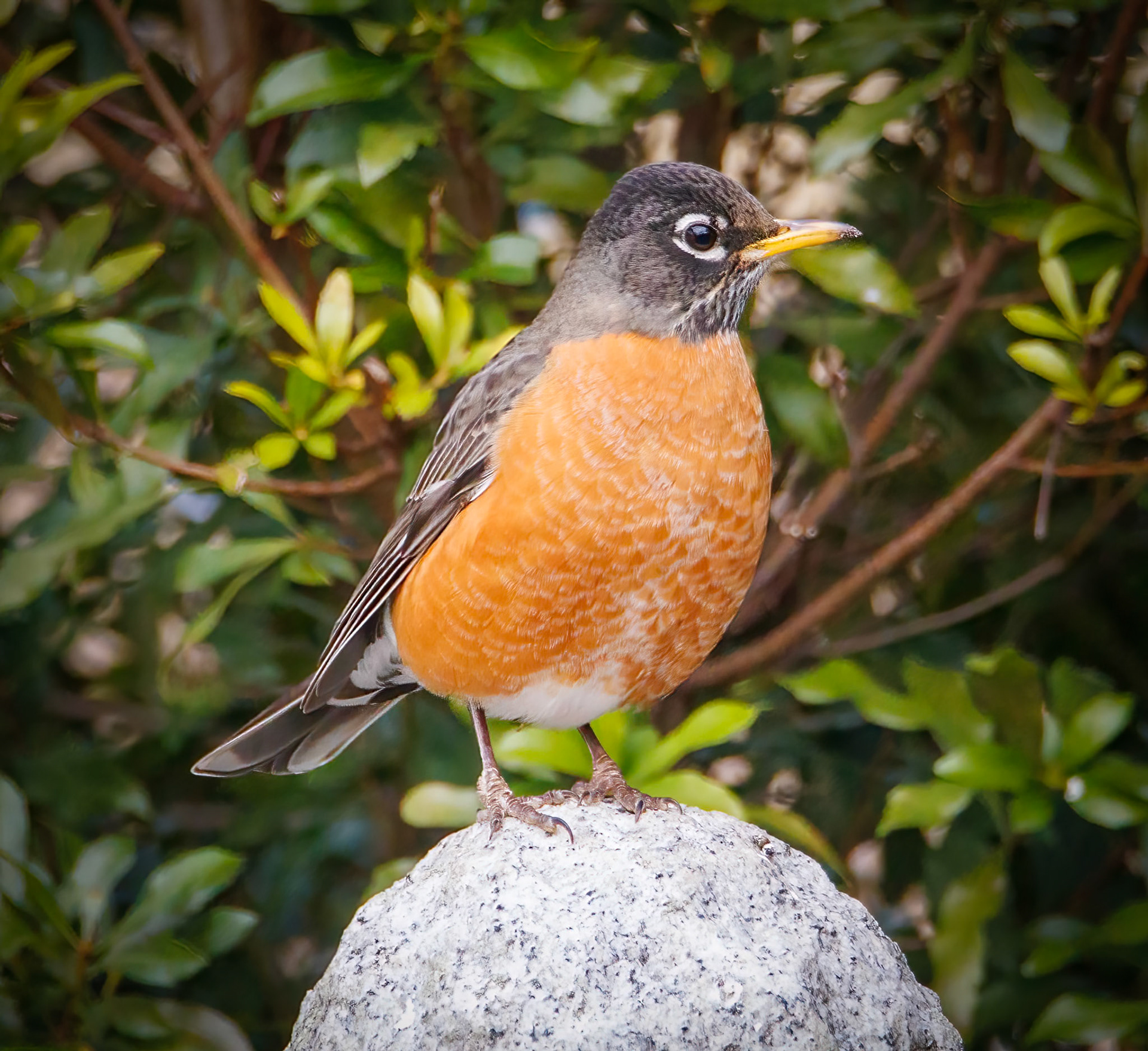 Robin