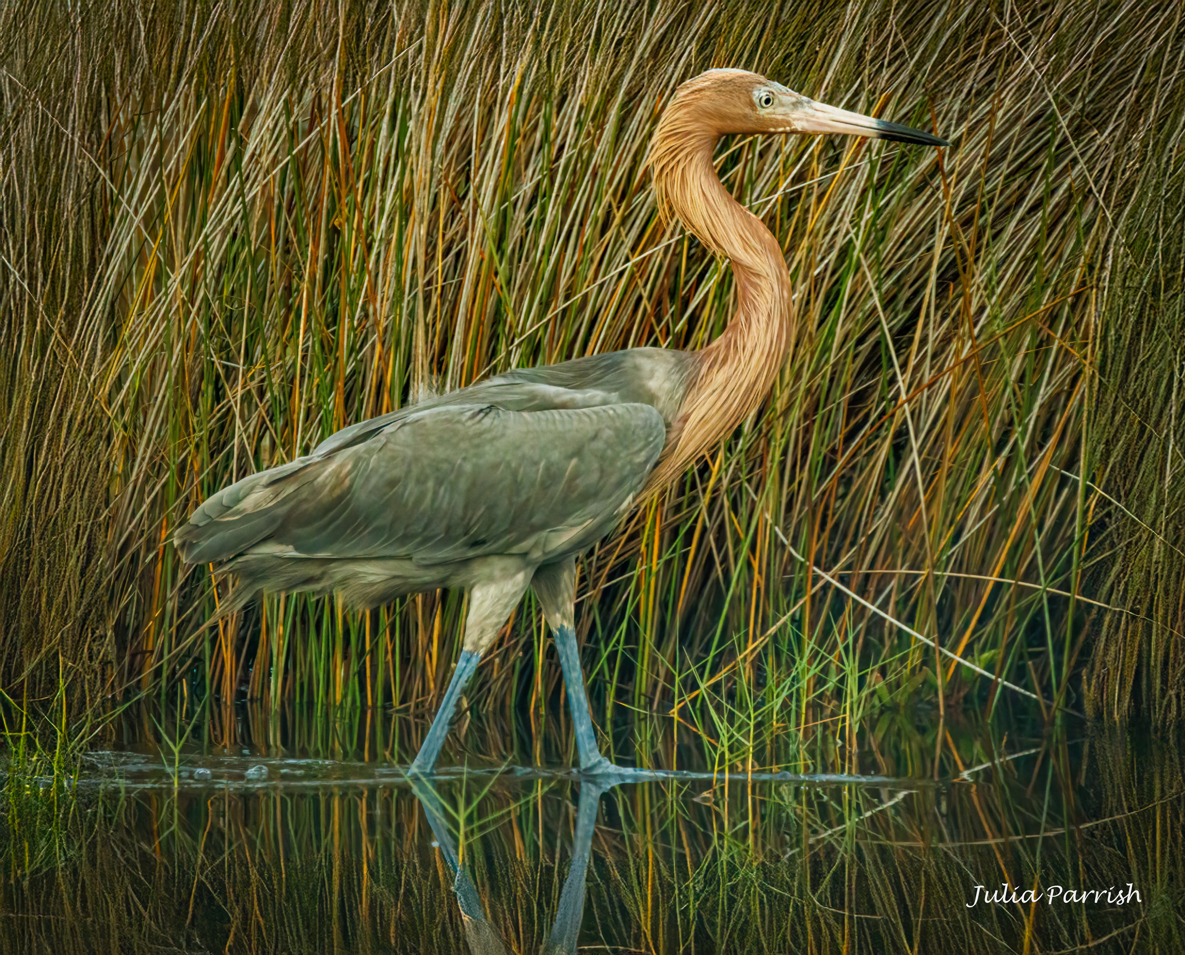 Reddish Egret