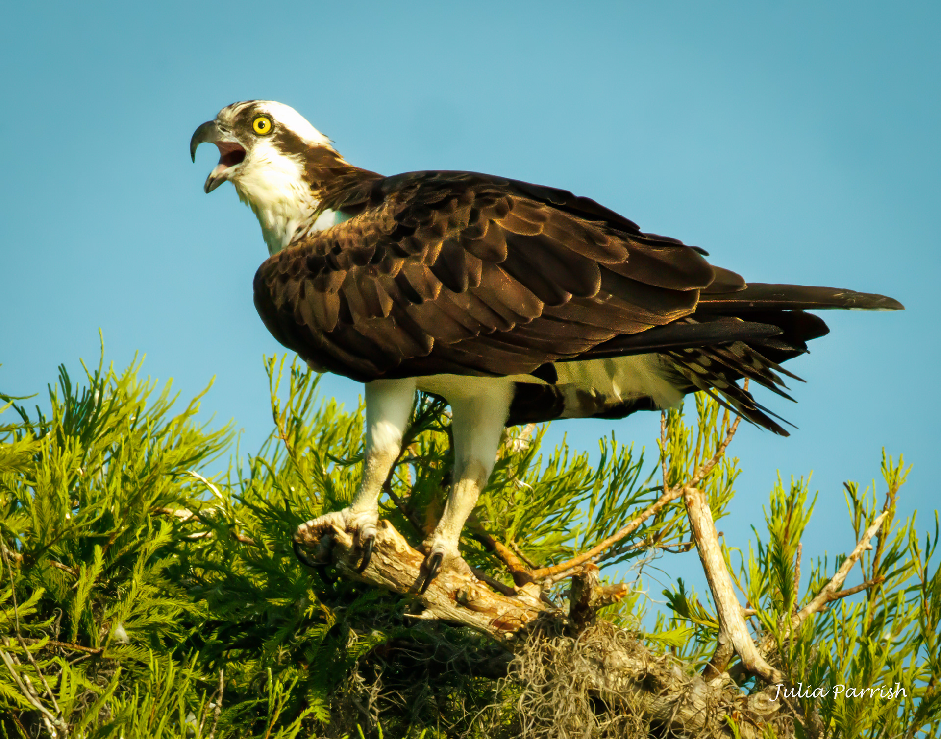 Osprey