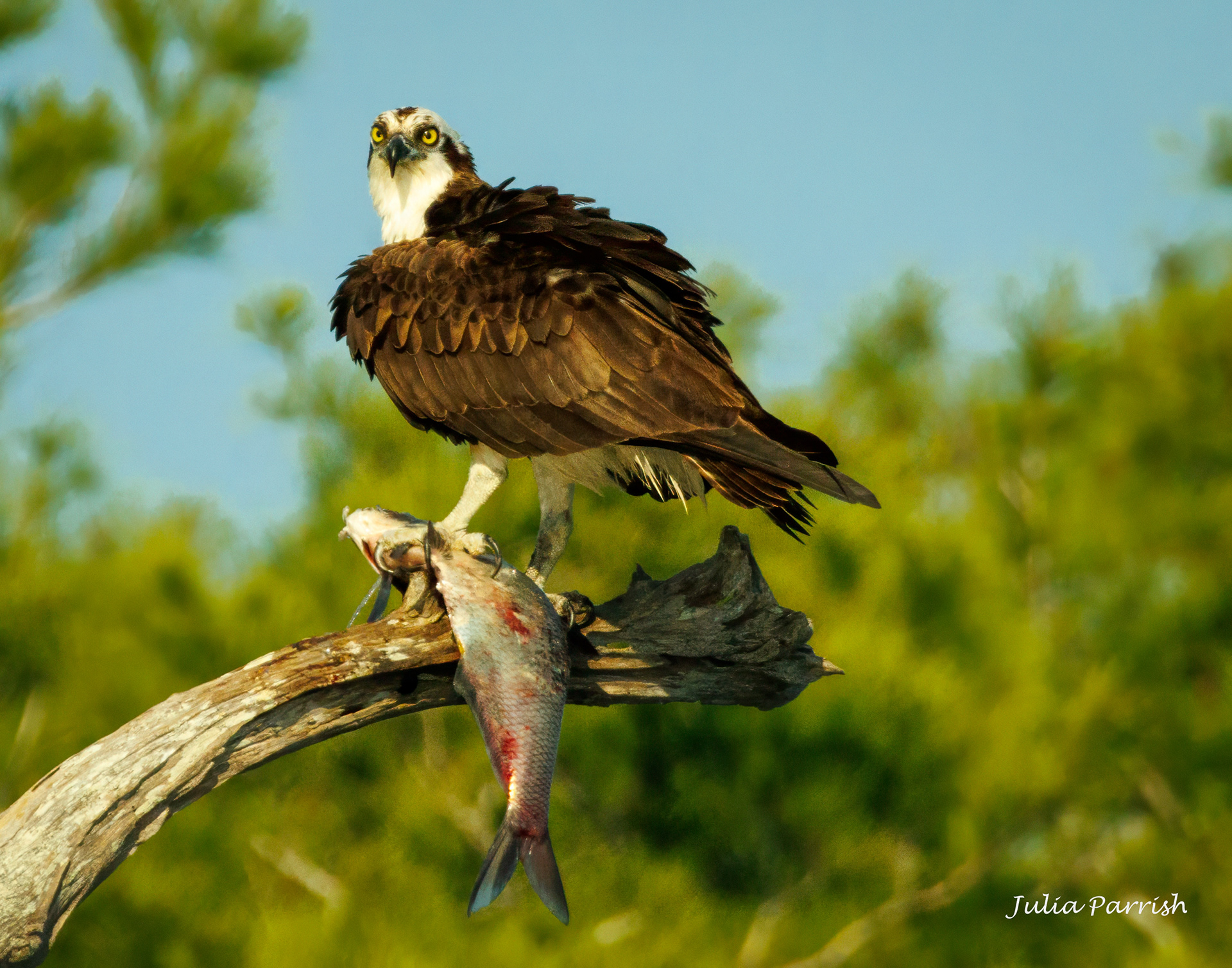 Osprey with Dinner