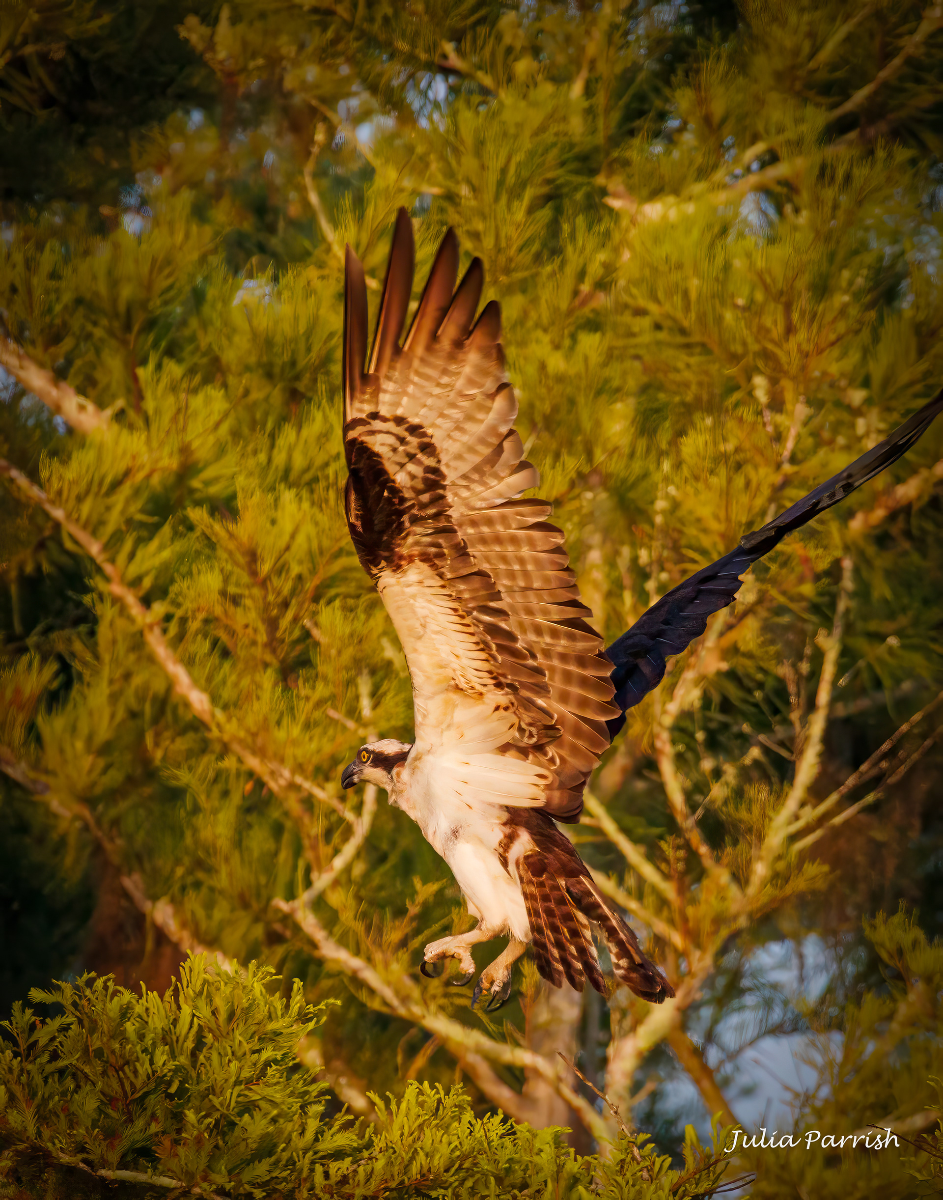 Osprey