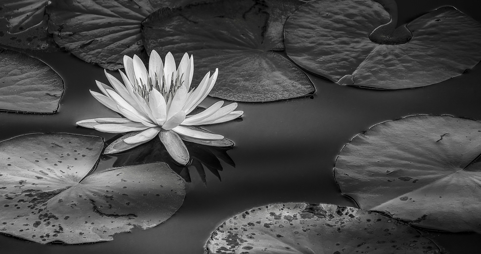 HM - Black & White - April 2024