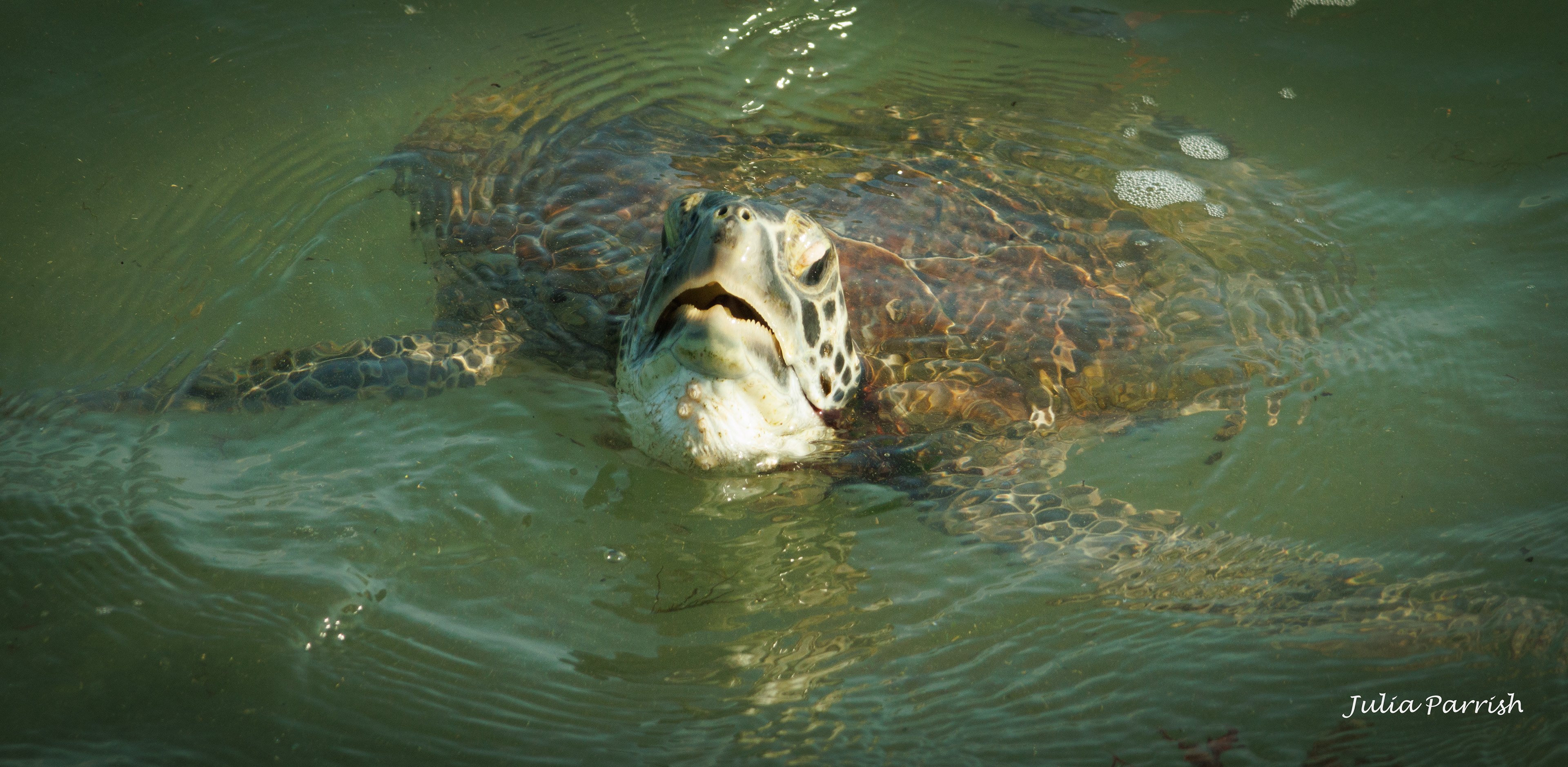 Green Sea Turtle