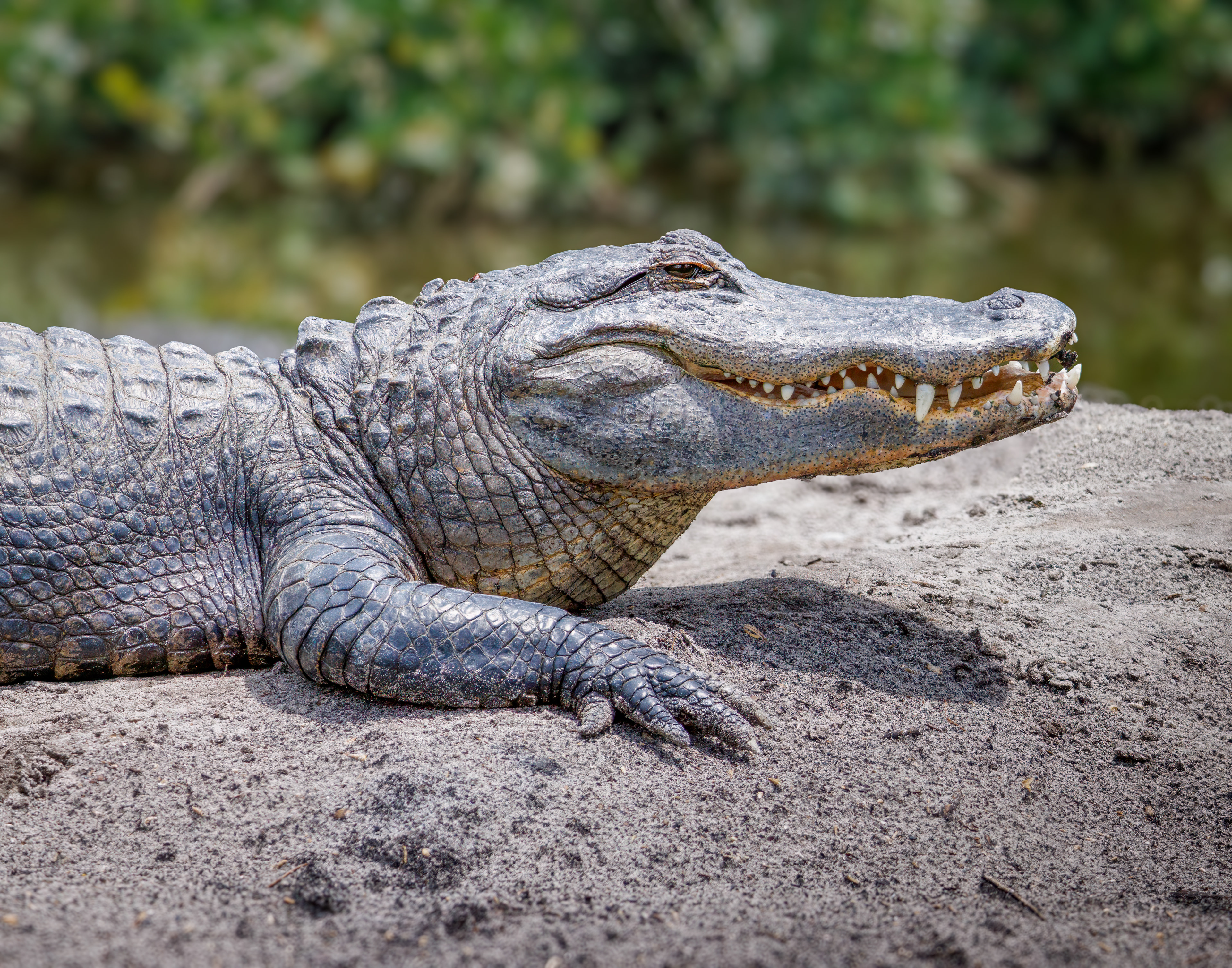 Alligator