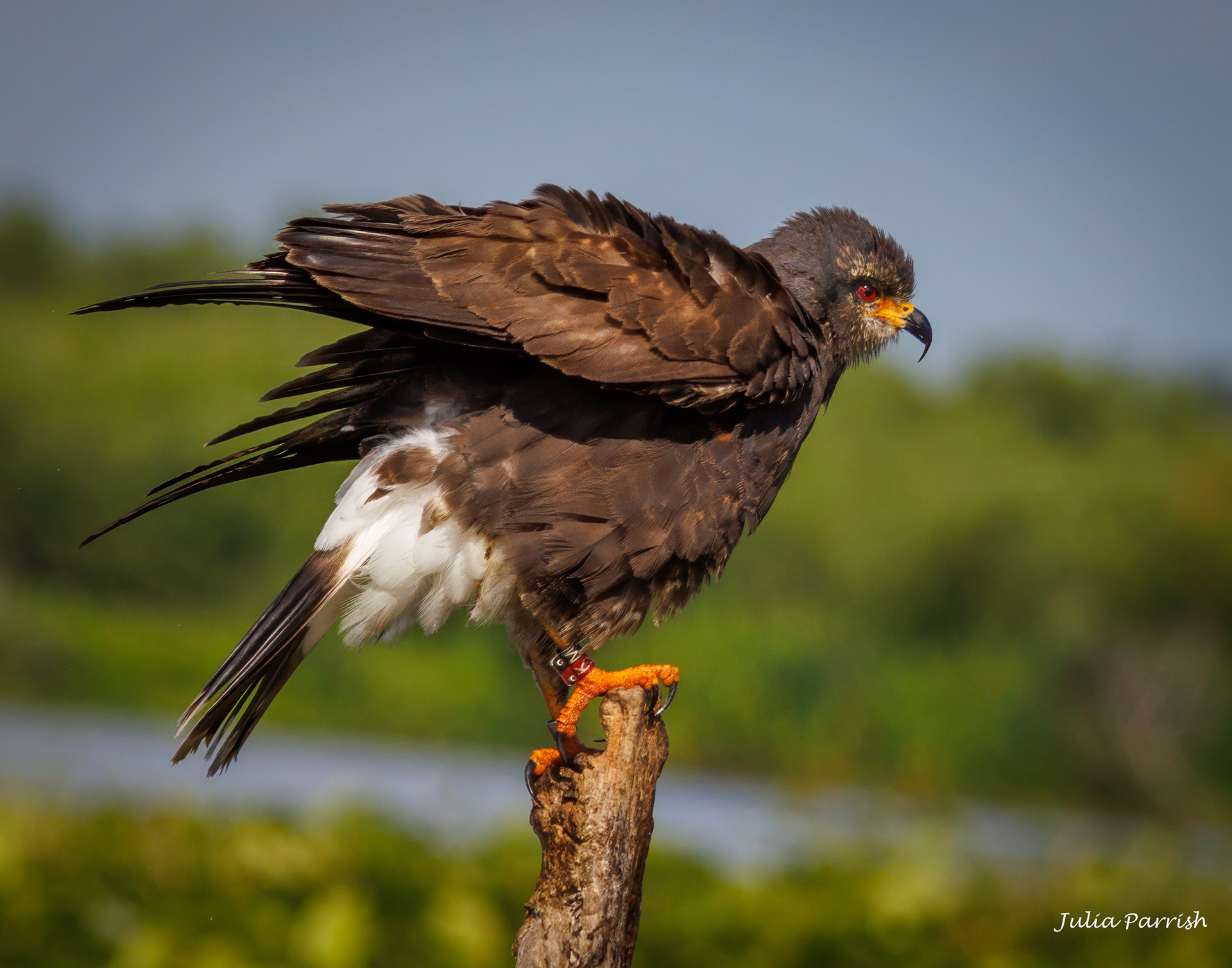 Snail Kite