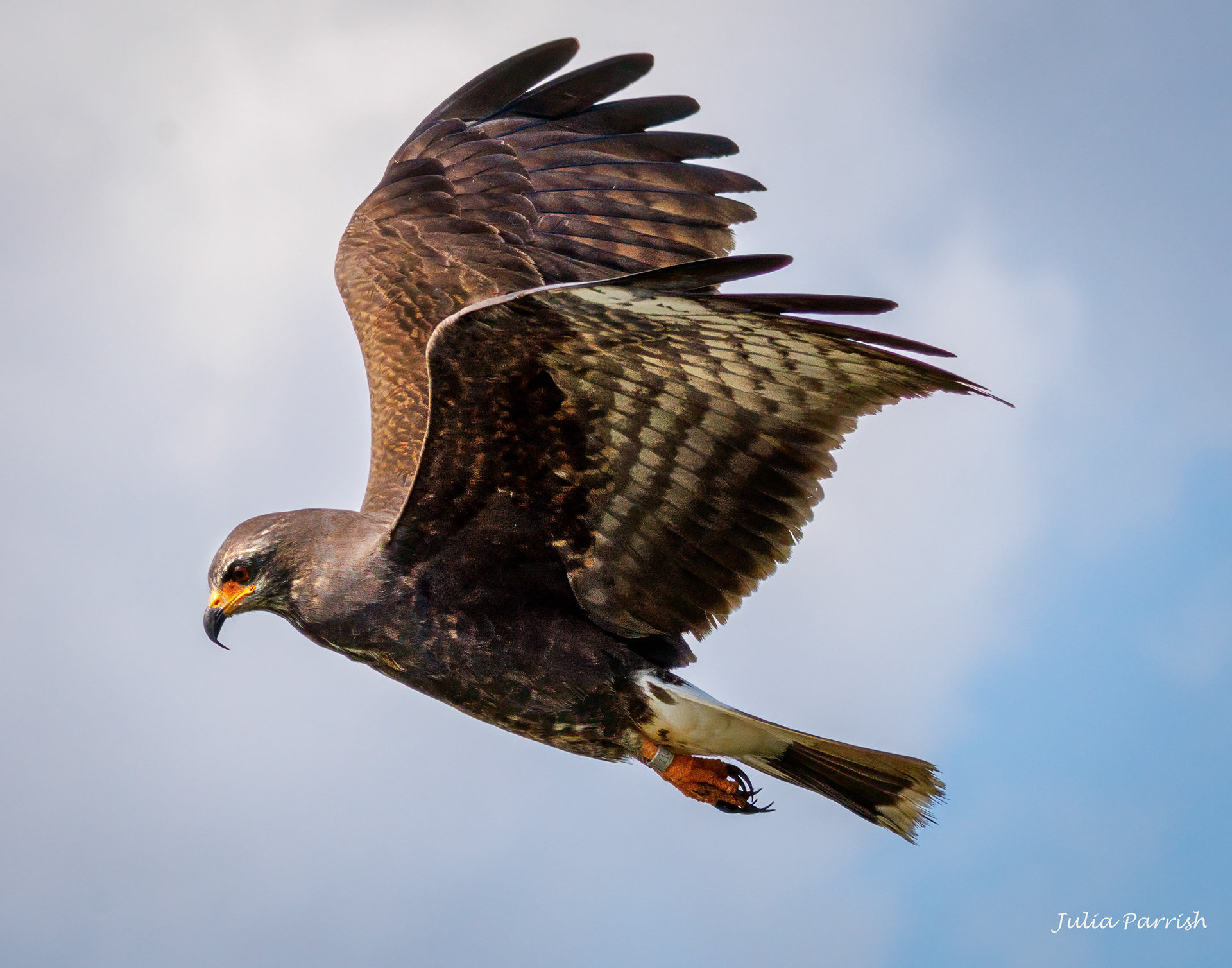 Snail Kite