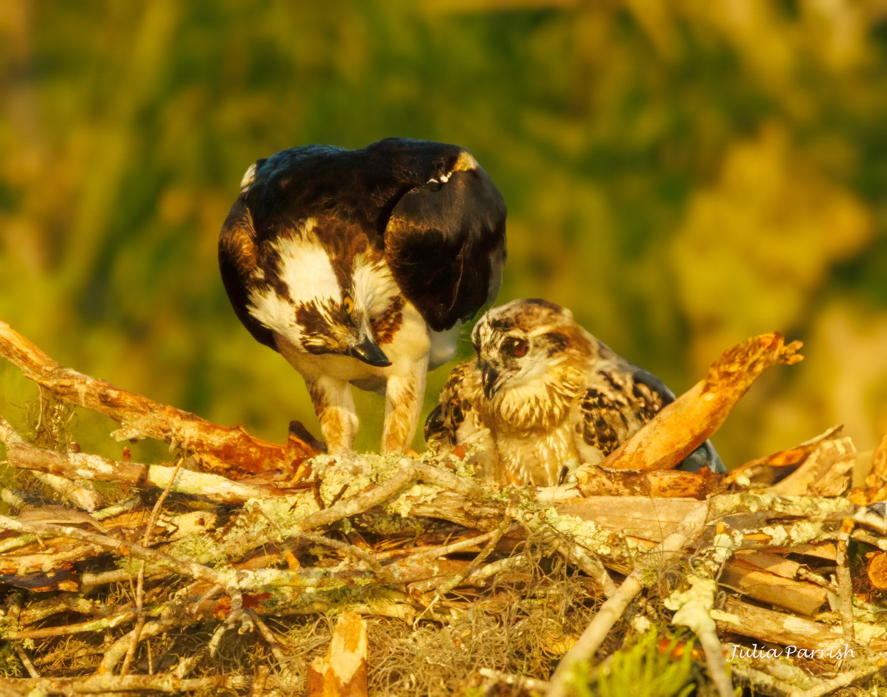 Osprey Family