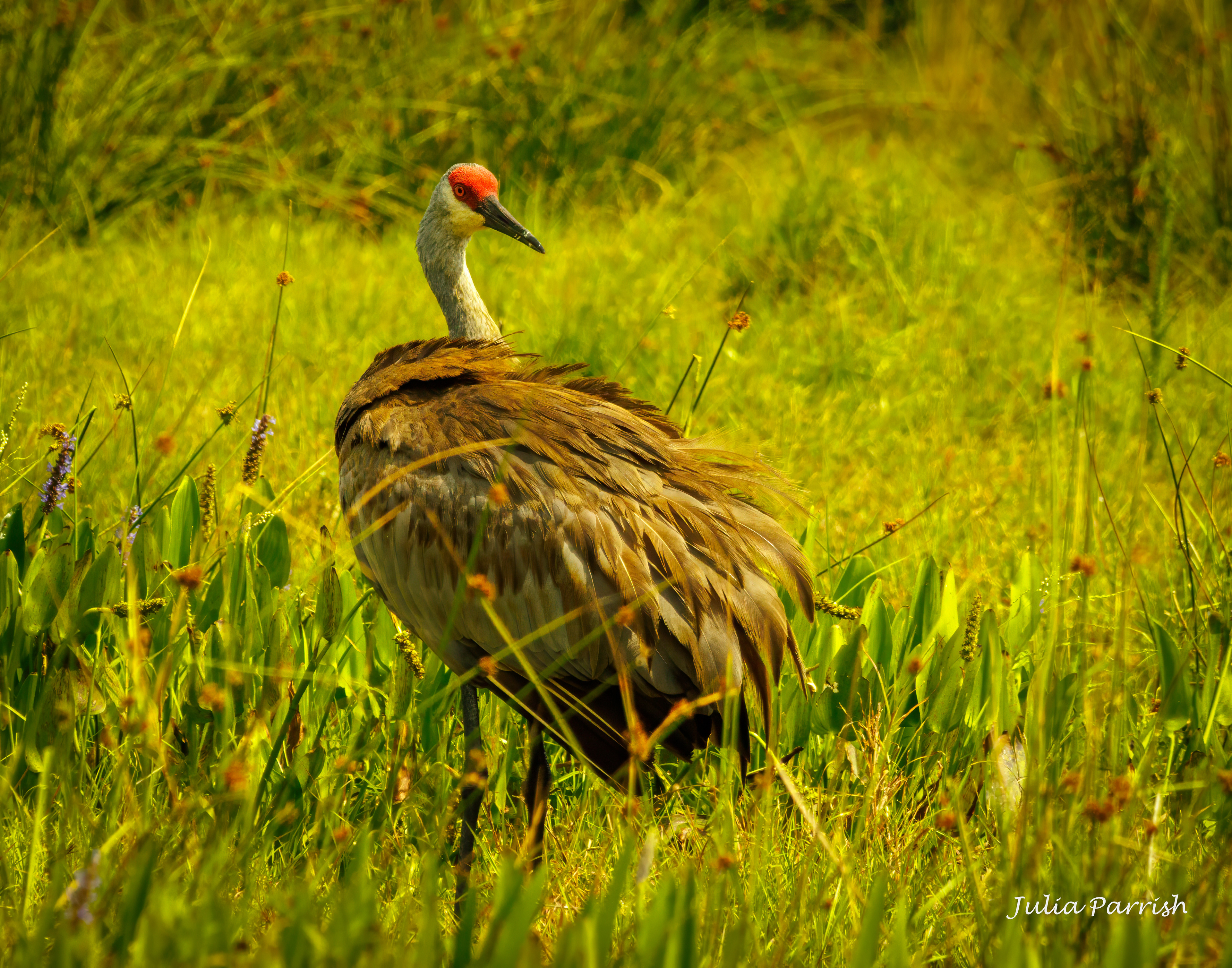 Sandhill Crane