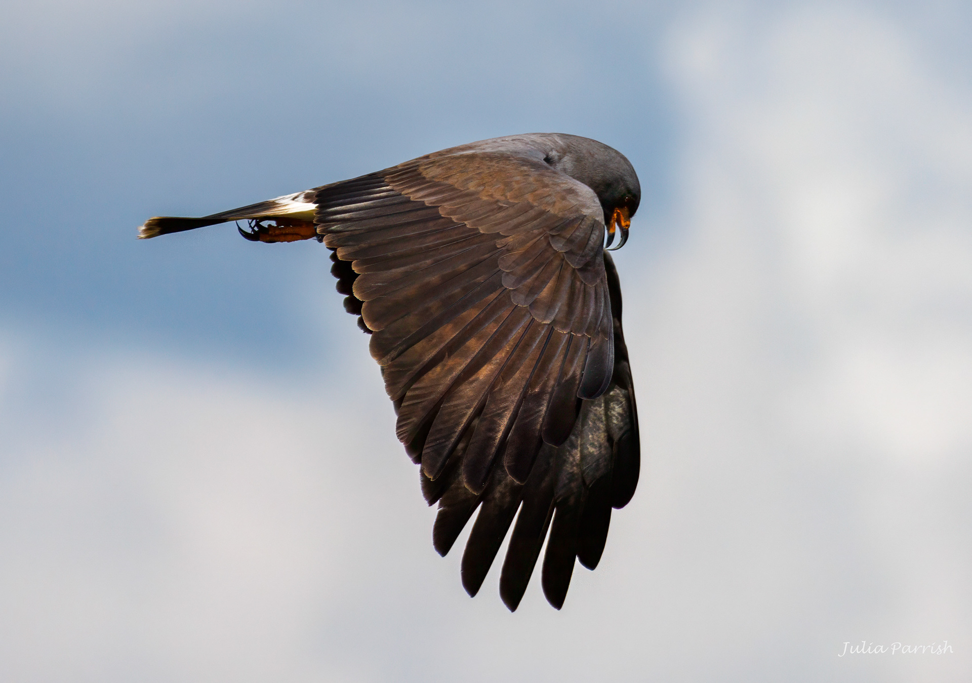 Snail Kite