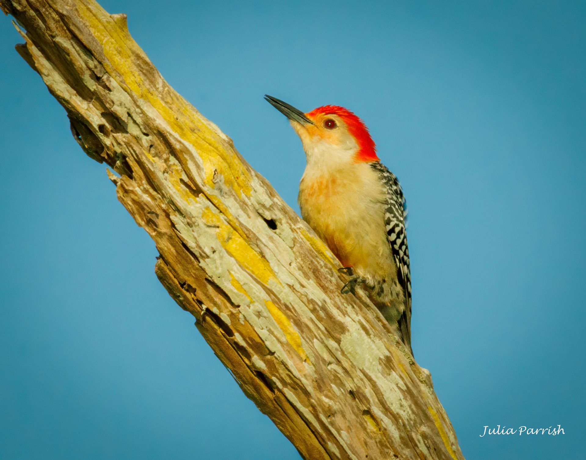 Red-bellied Woodpecker
