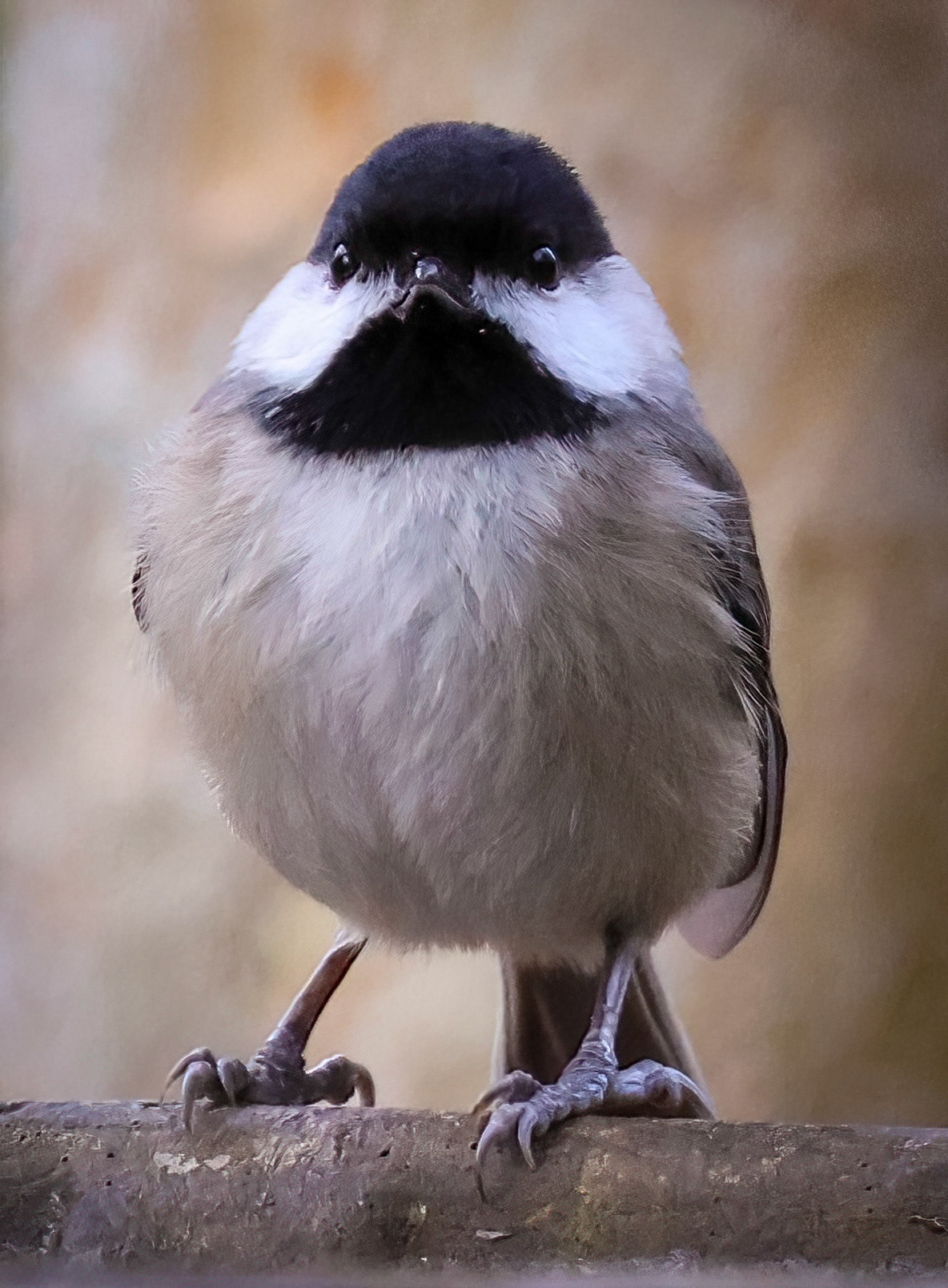 Chickadee
