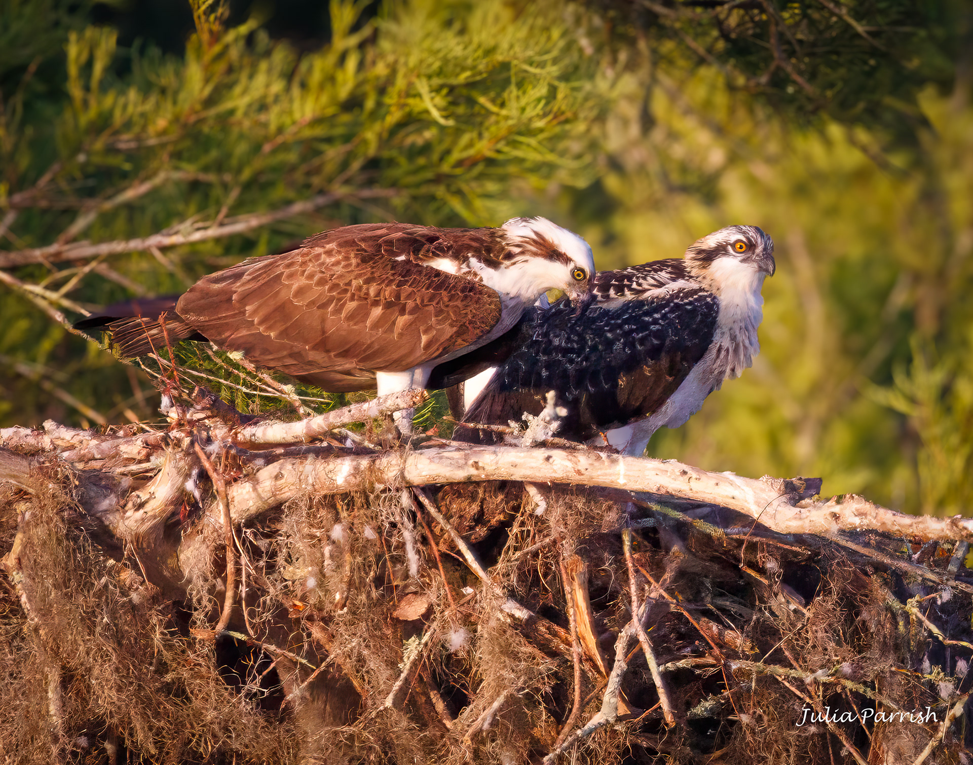 Juvenile Osprey