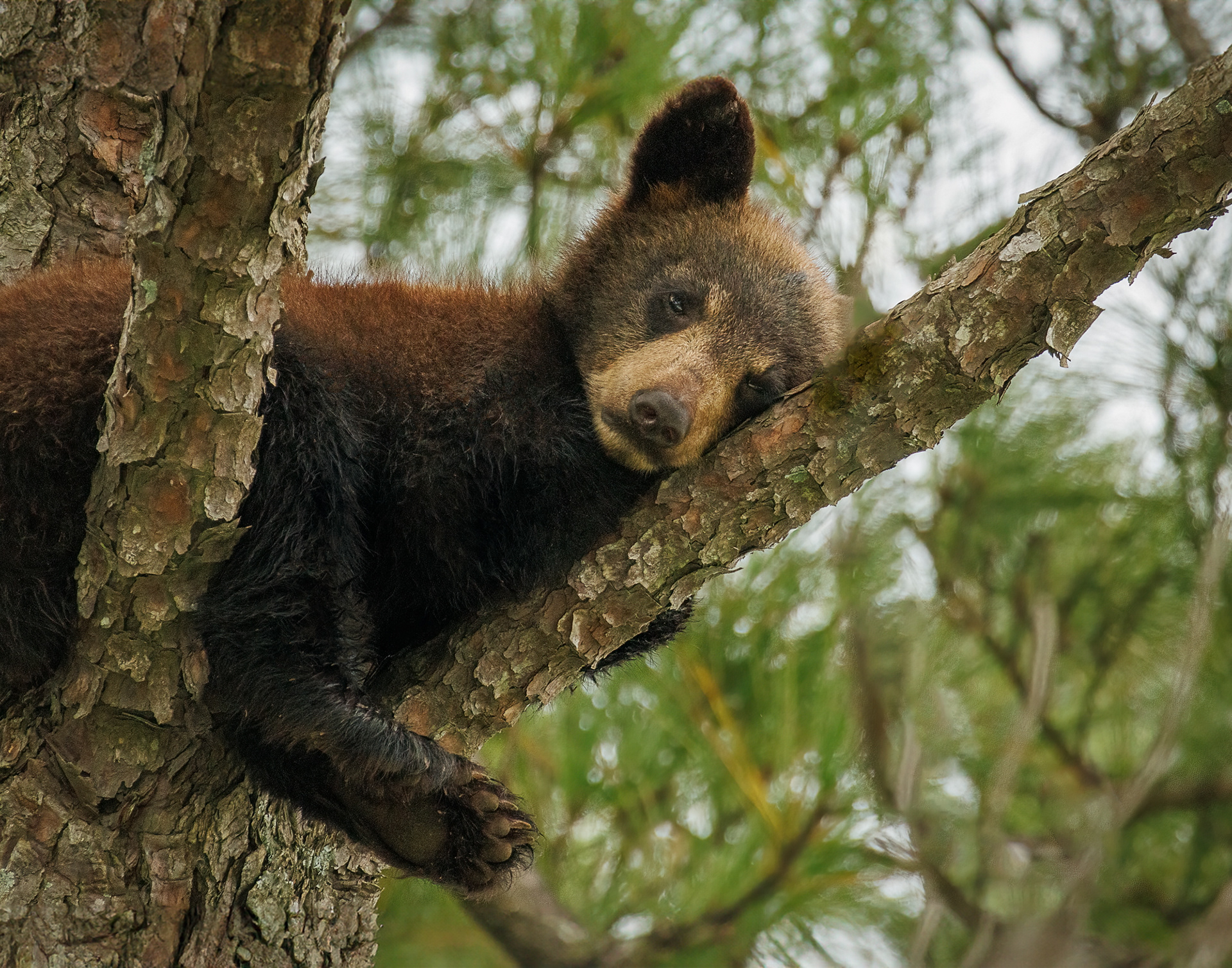 HM - Wildlife - January 2025