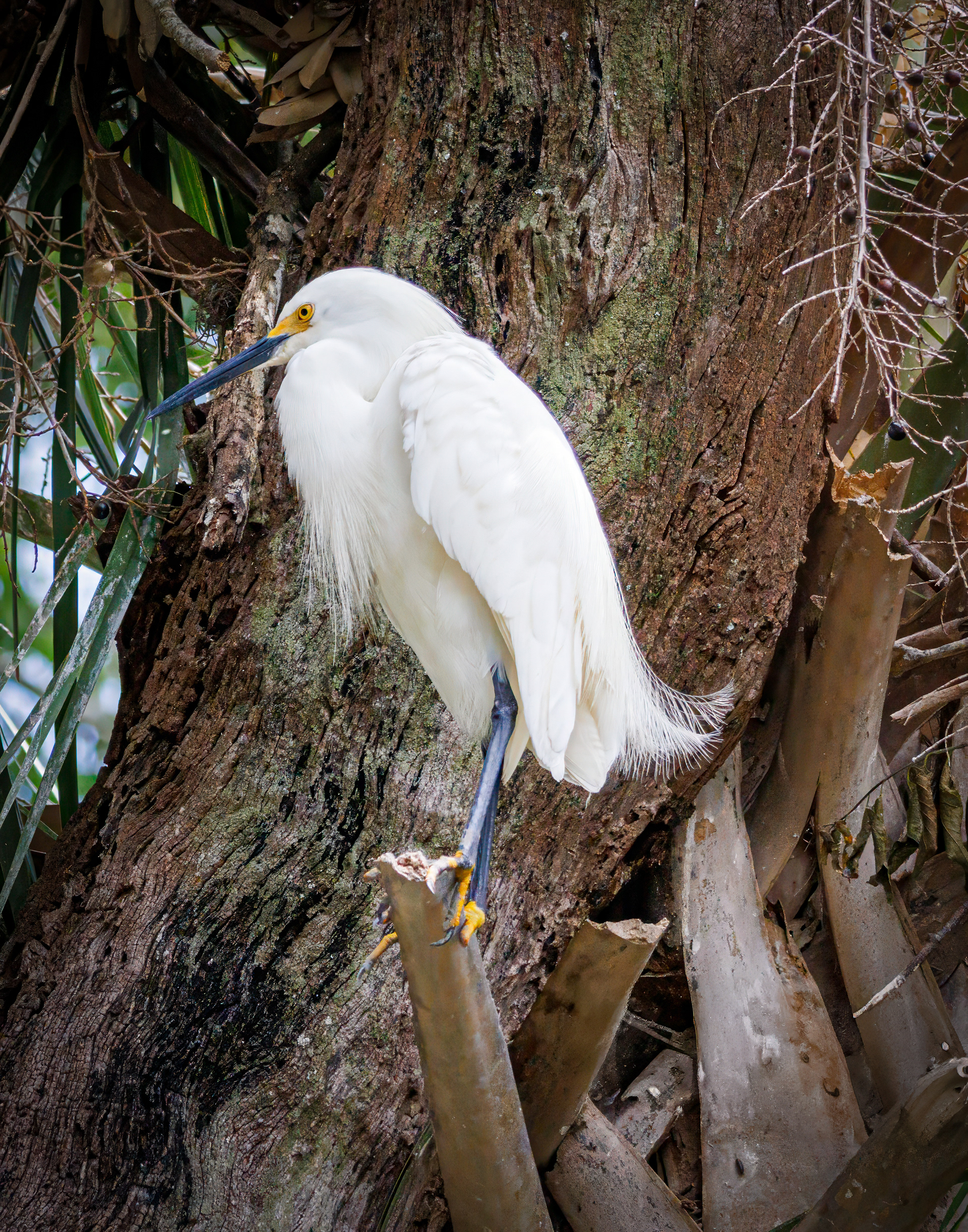 Snowy Egret