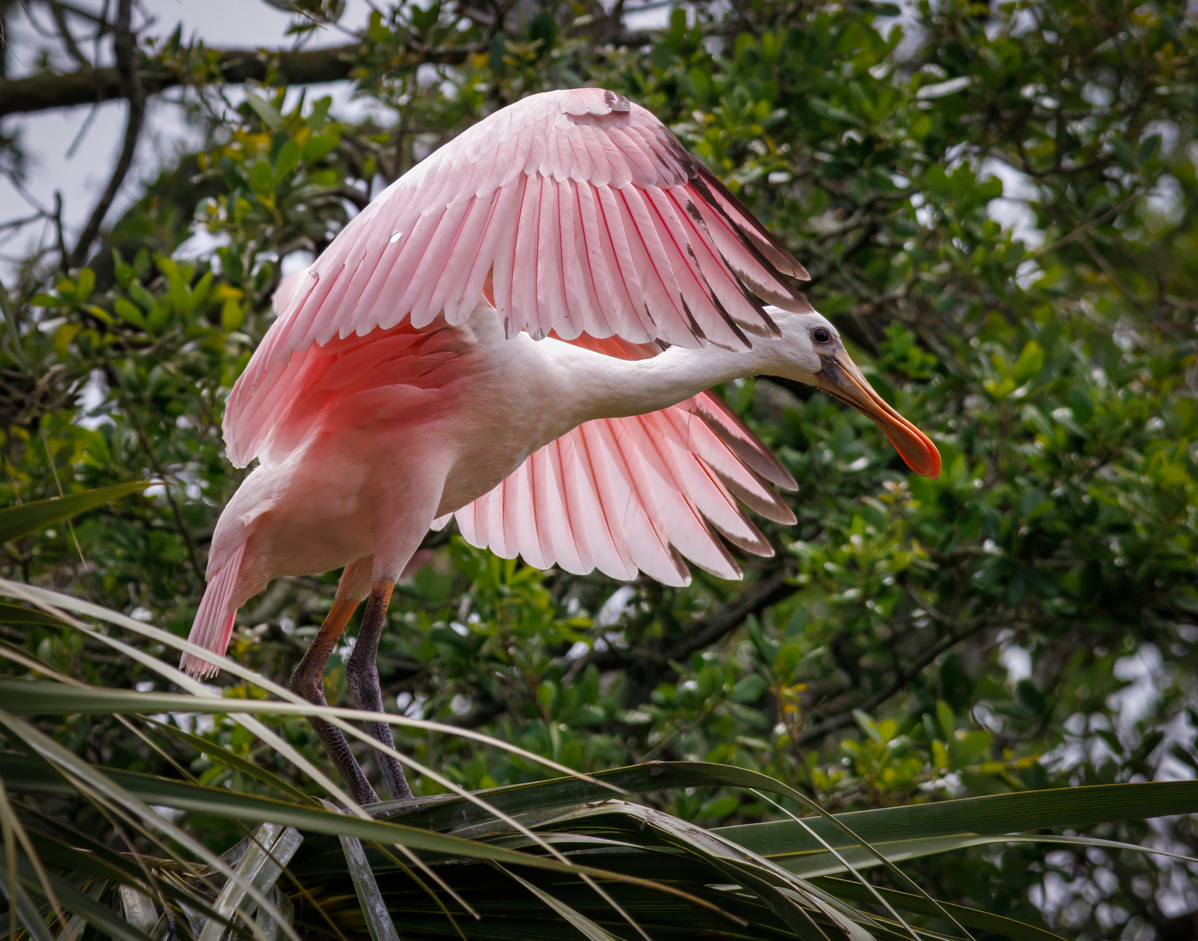Roseate Spoonbill