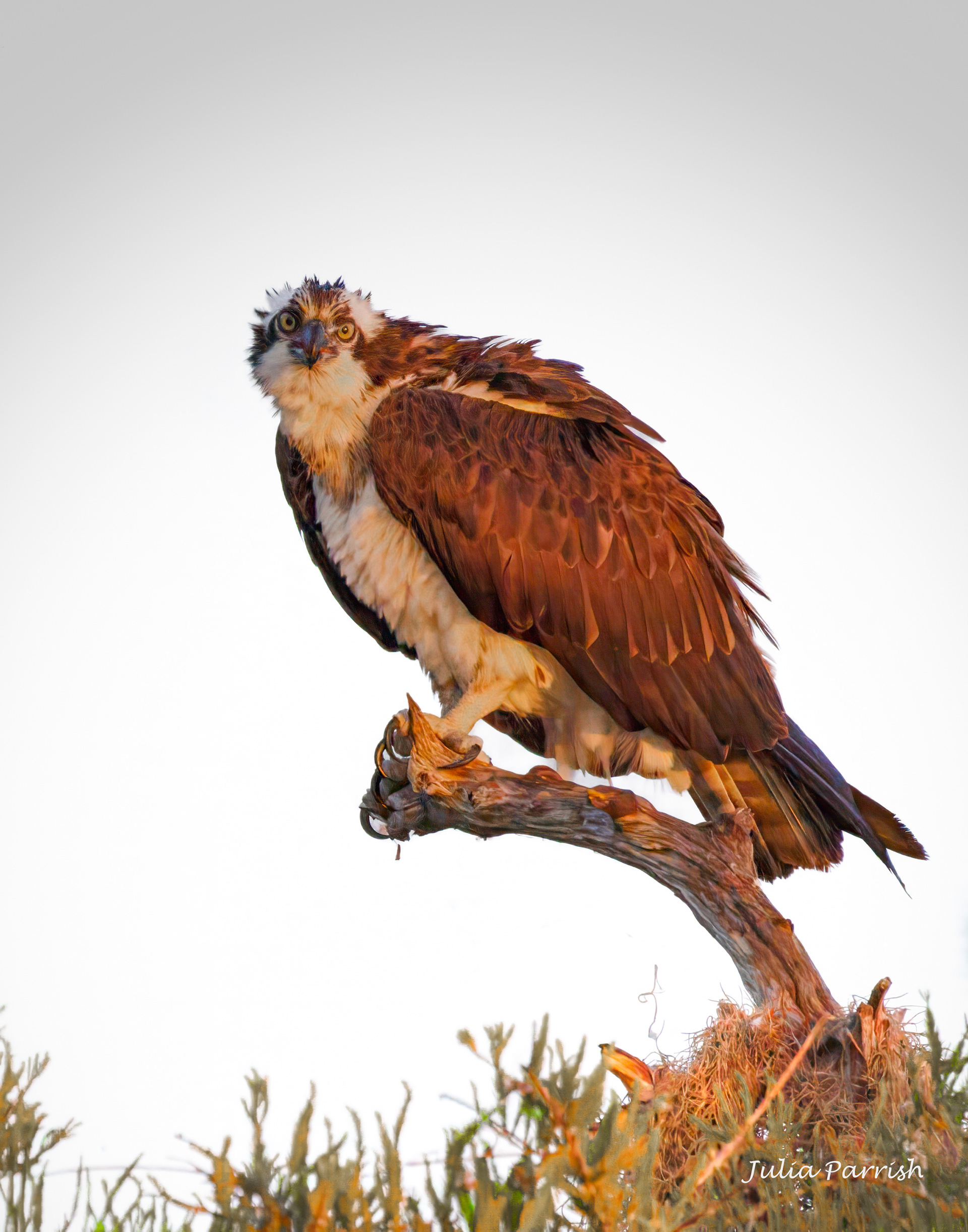 Osprey