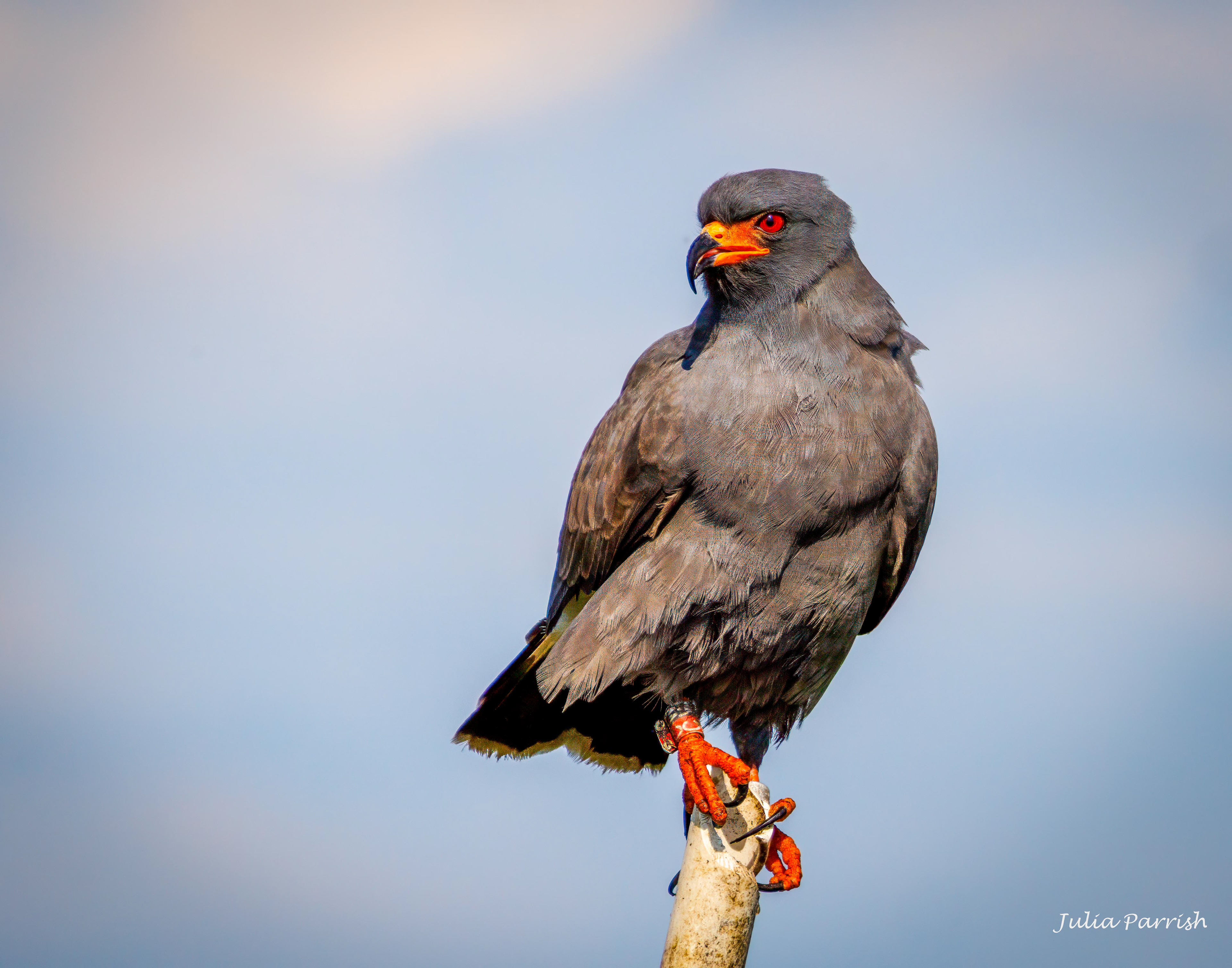 Snail Kite