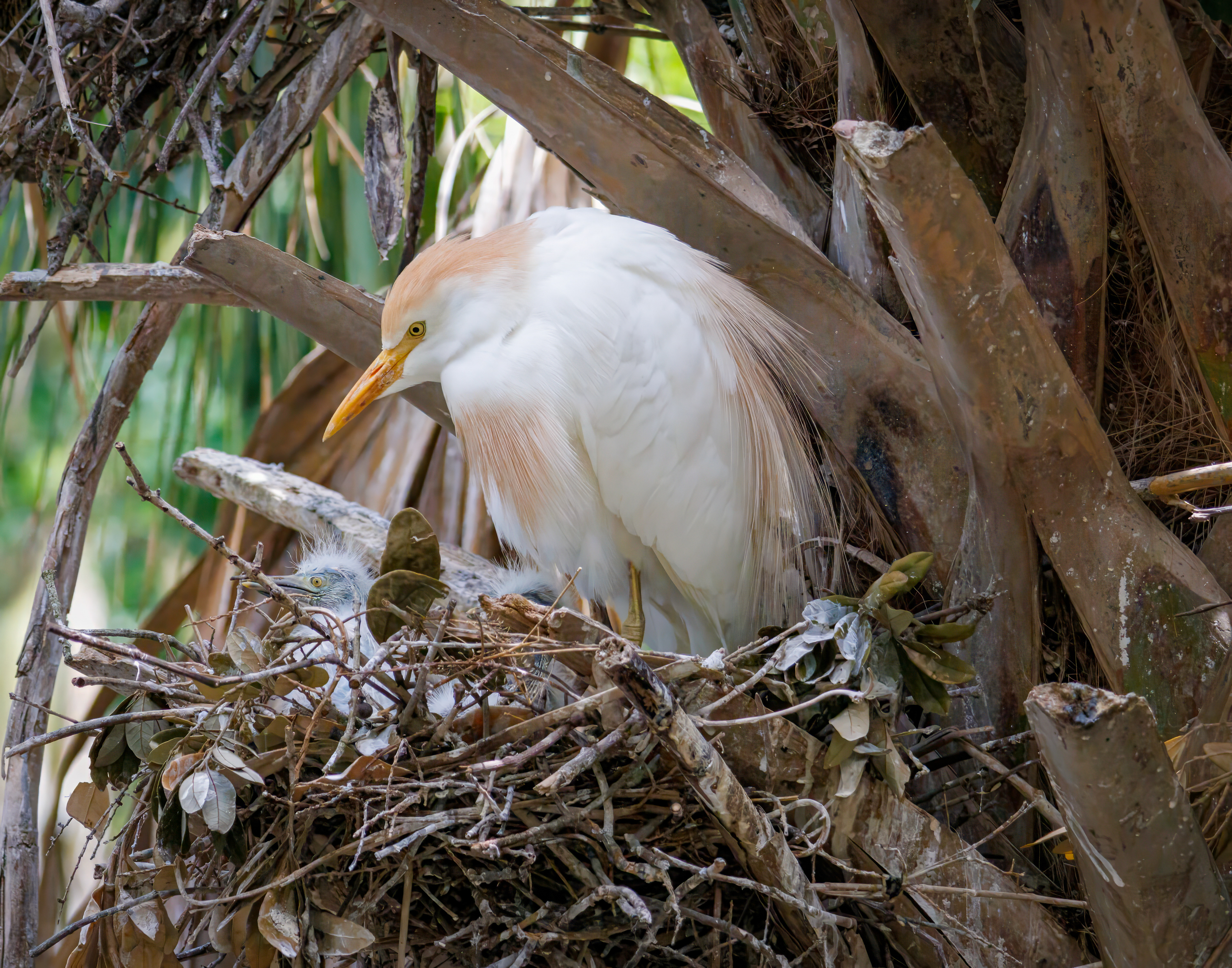 Cattle Egret Nest
